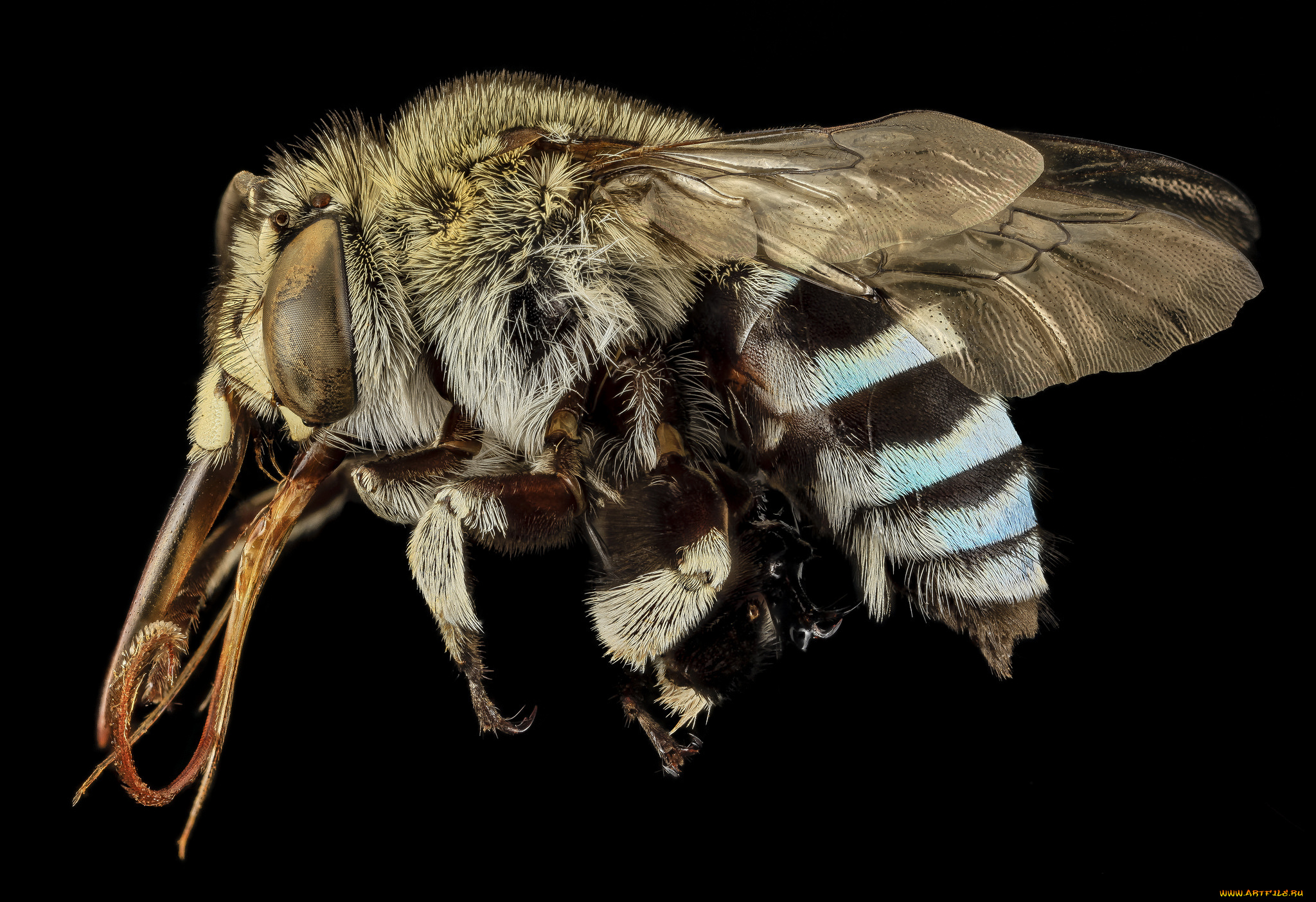 животные, насекомые, насекомое, макросъемка