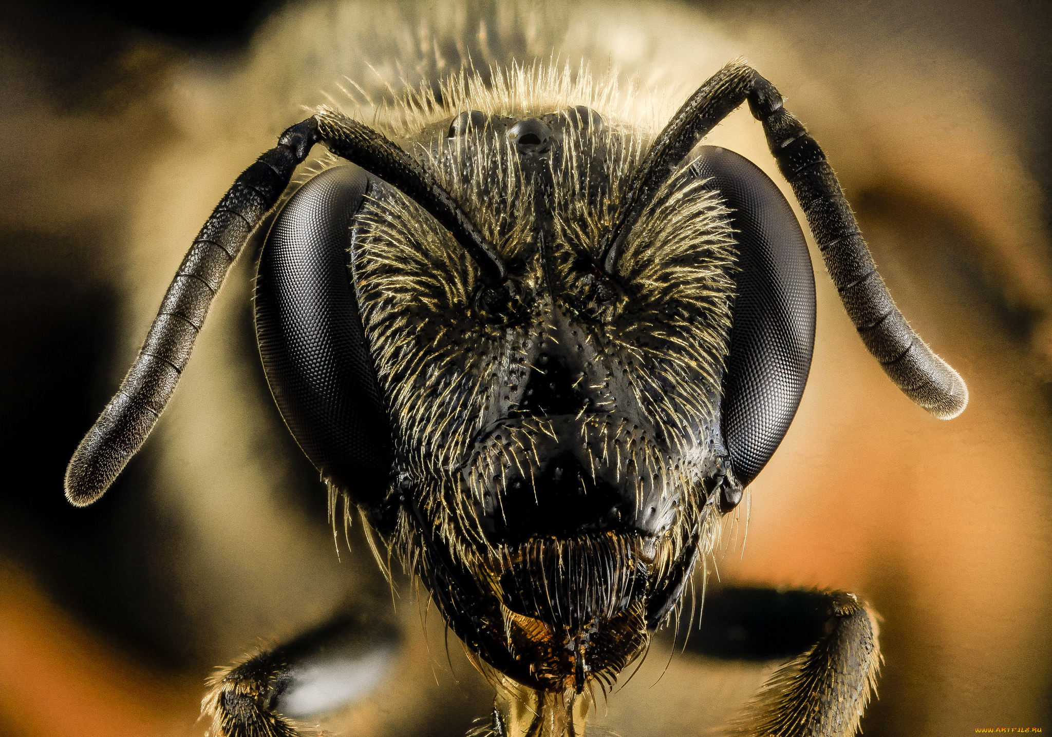 животные, пчелы, , осы, , шмели, макросъемка, насекомое