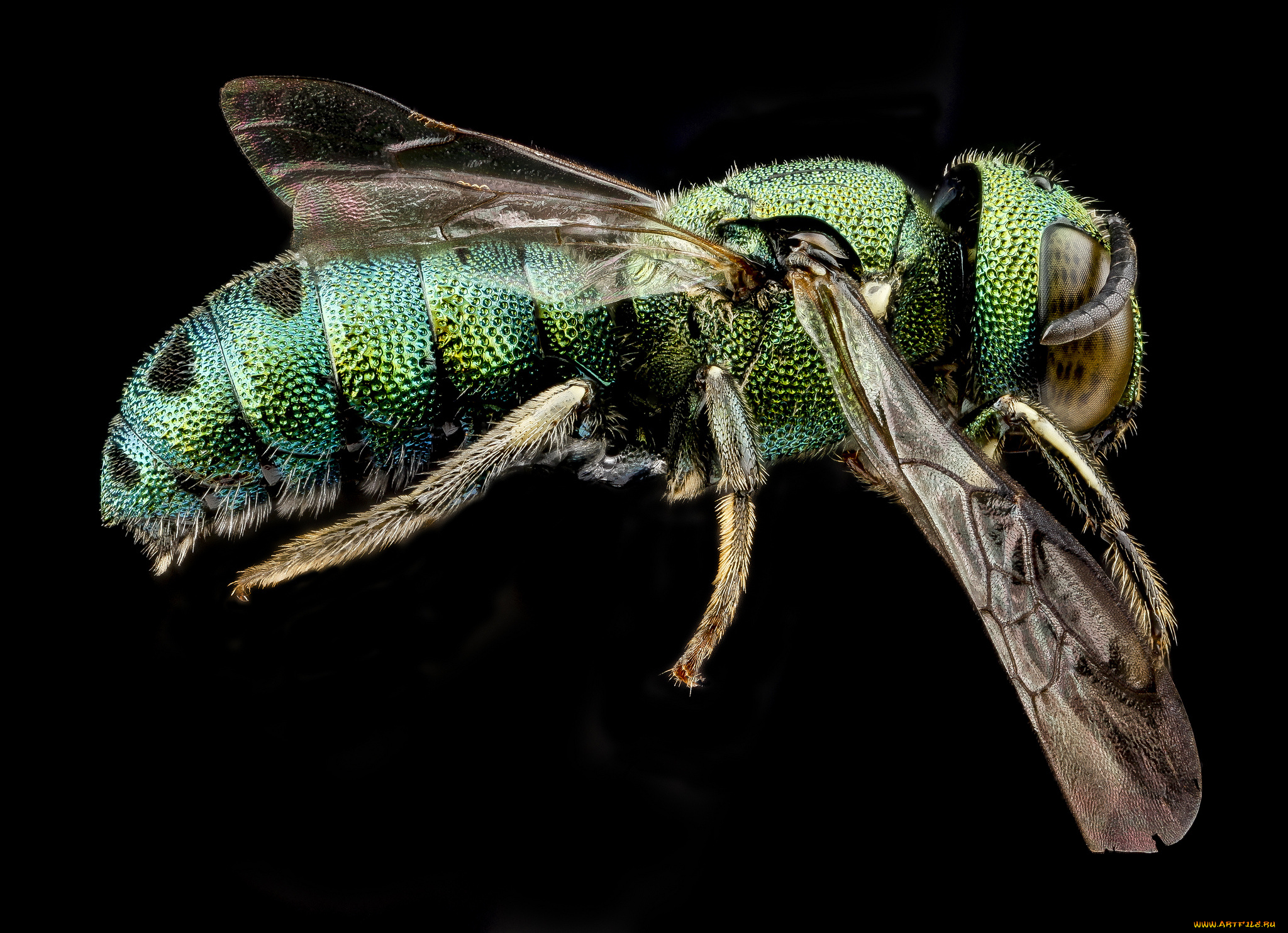 животные, насекомые, насекомое, макросъемка