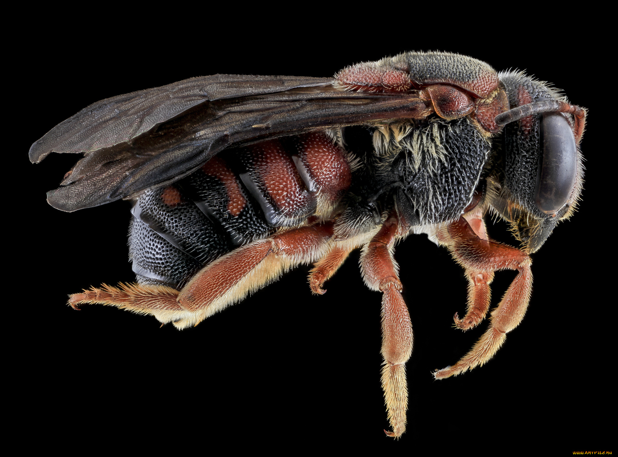 животные, насекомые, насекомое, макросъемка