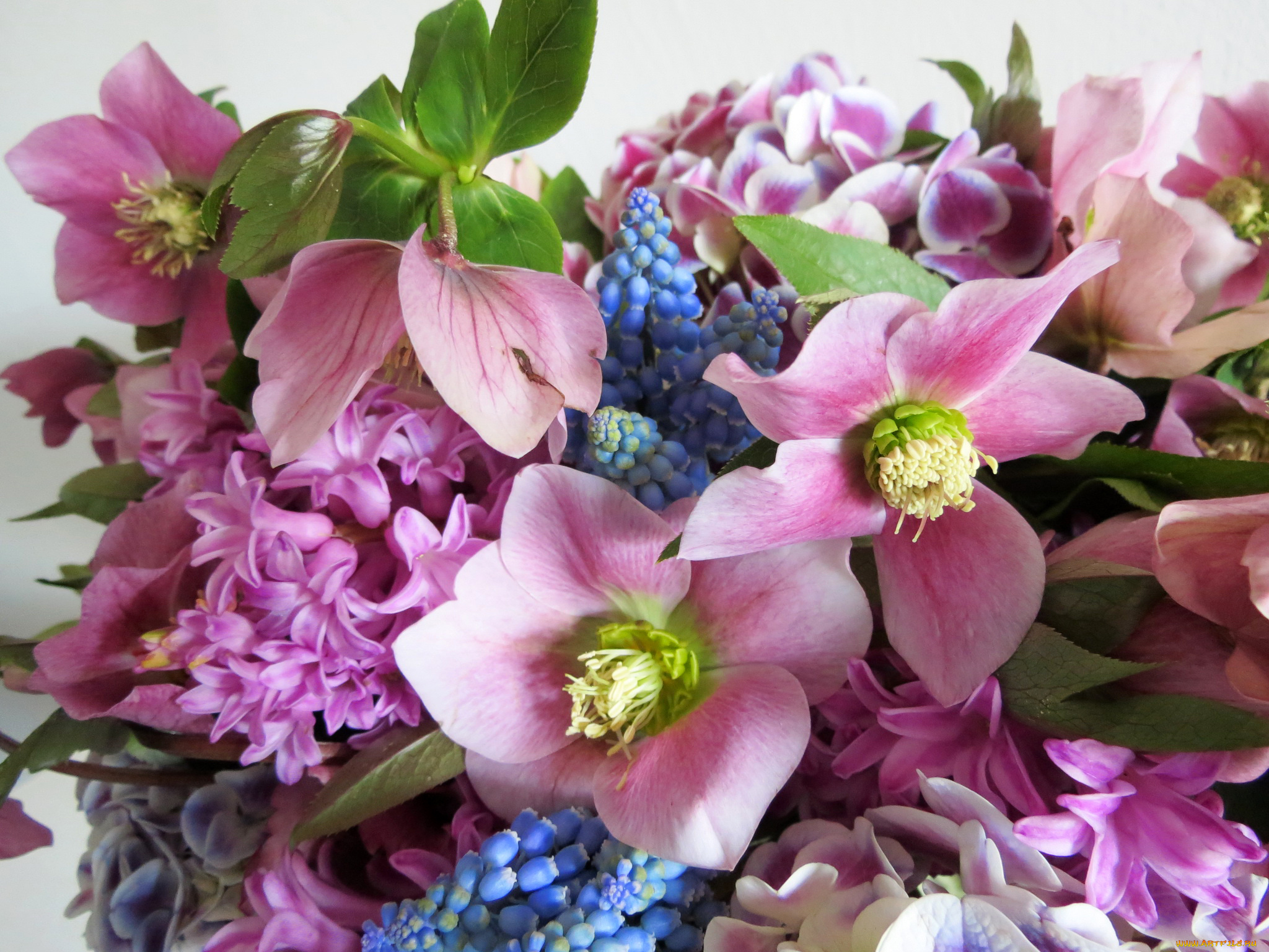 цветы, букеты, , композиции, гиацинты, нelleborus, морозник, букет