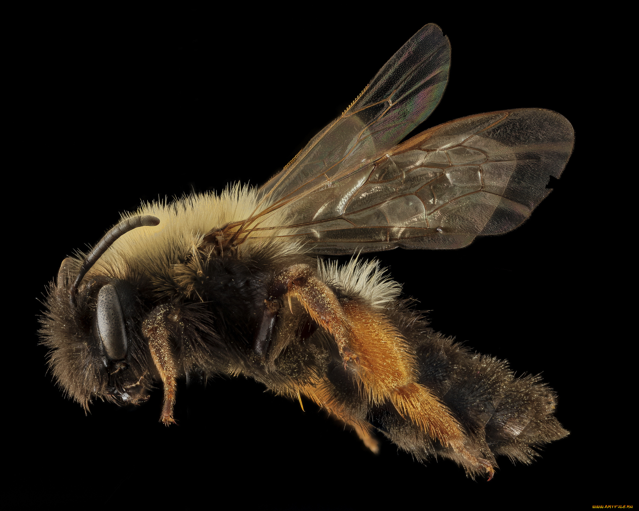 животные, насекомые, насекомое, макросъемка