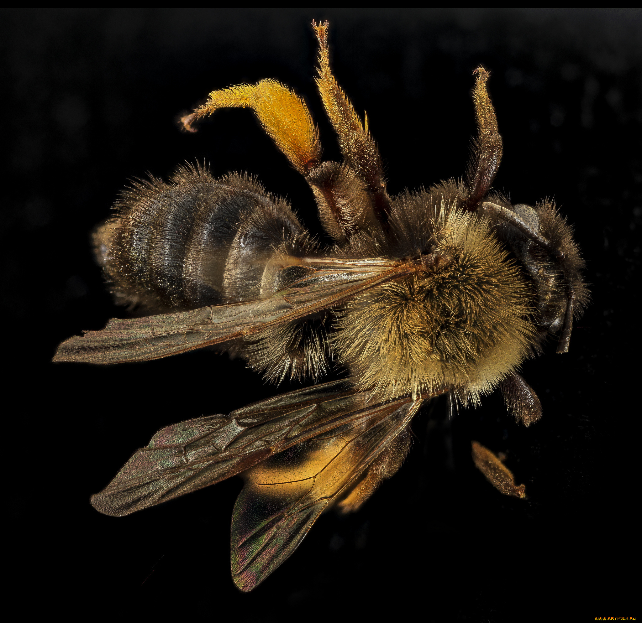 животные, насекомые, макросъемка, насекомое