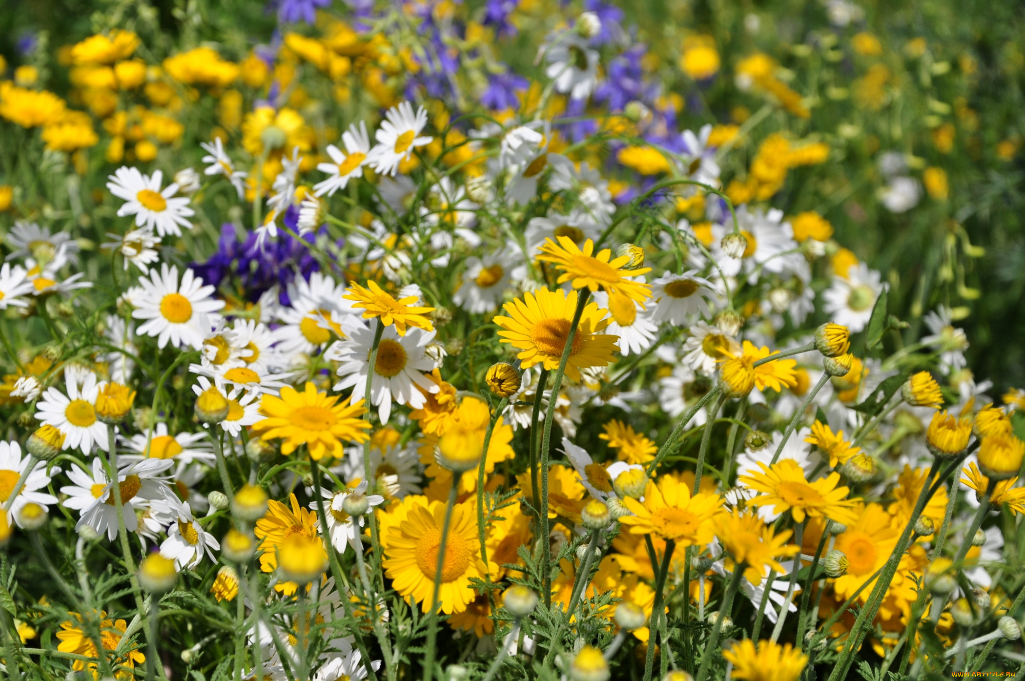 цветы, ромашки, луг