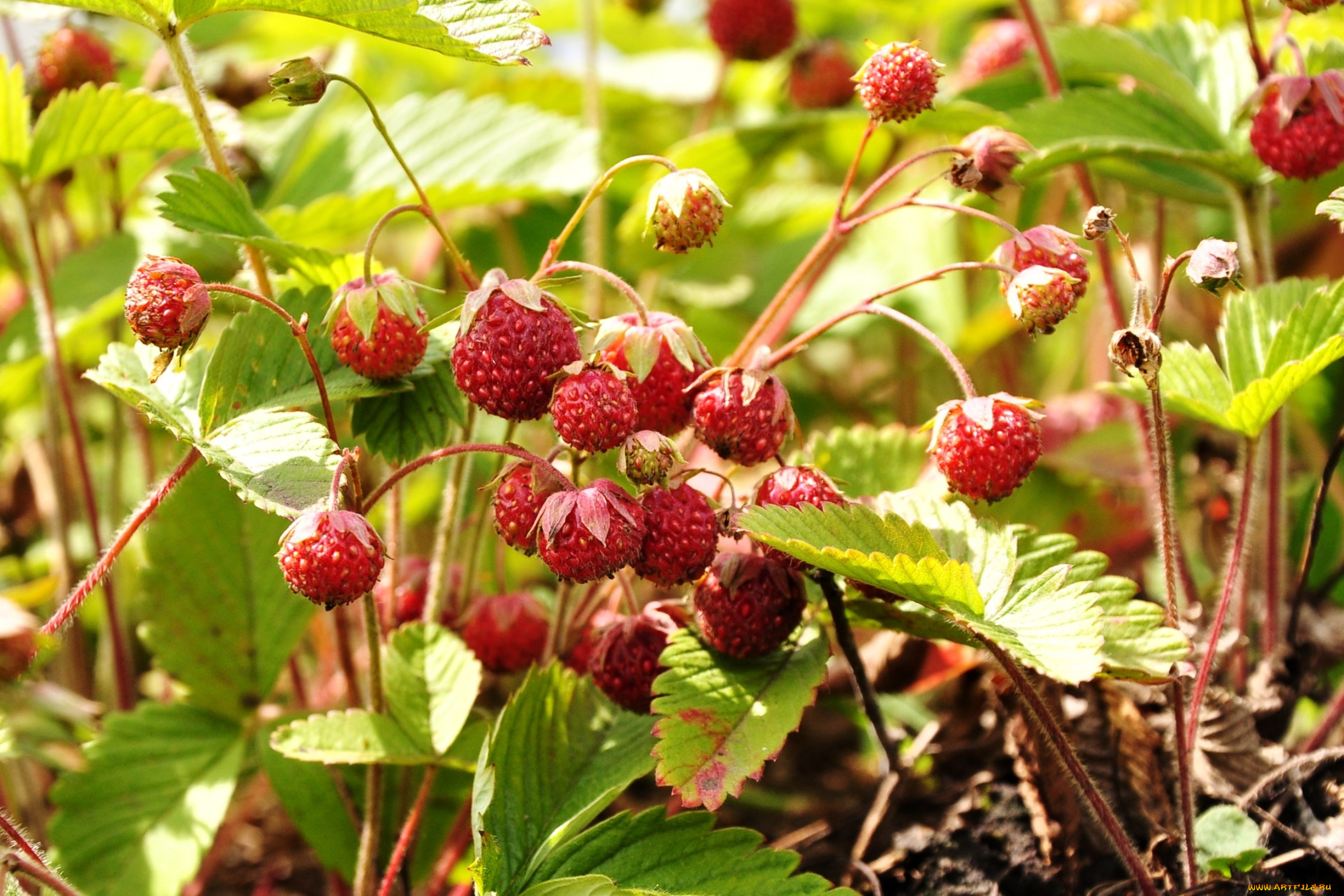 природа, Ягоды, луговая, клубника