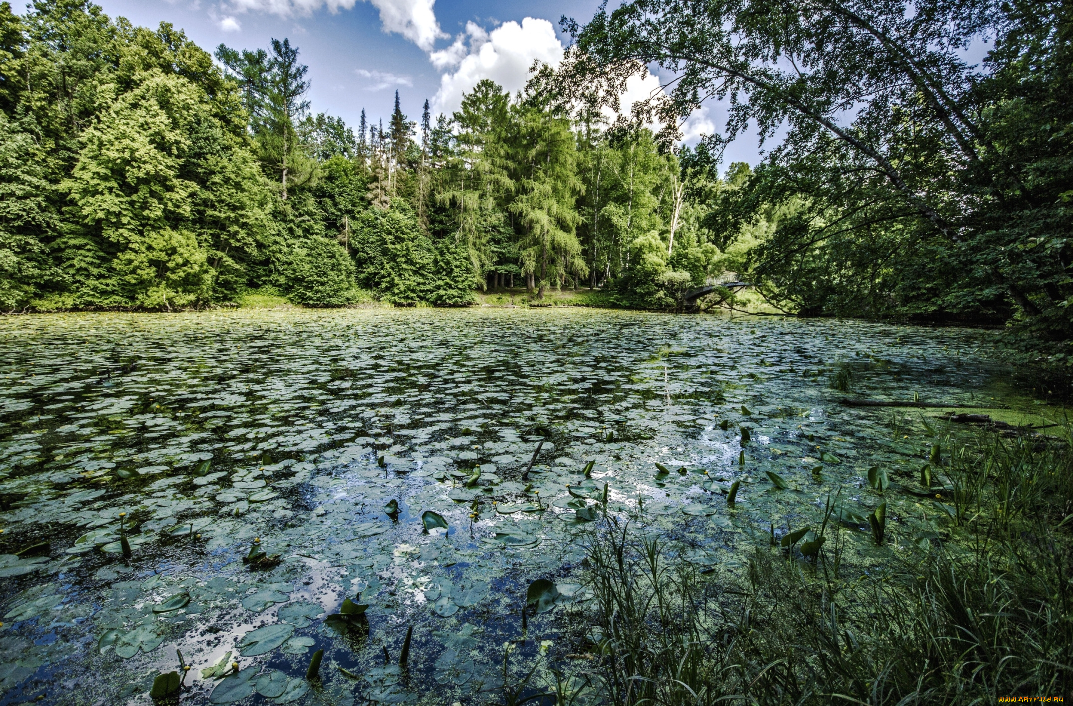 природа, реки, озера, озеро, лес