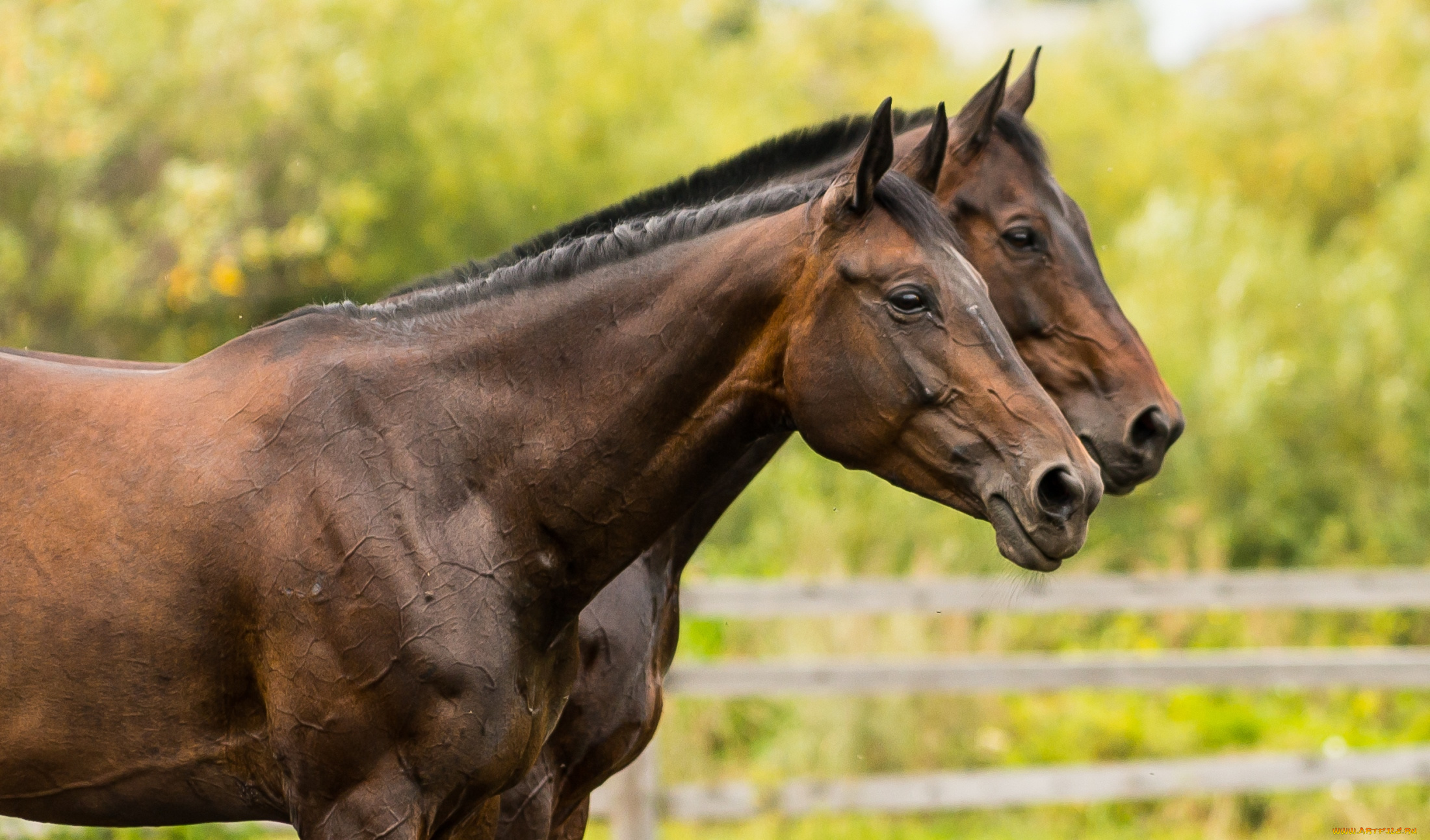 животные, лошади, кони