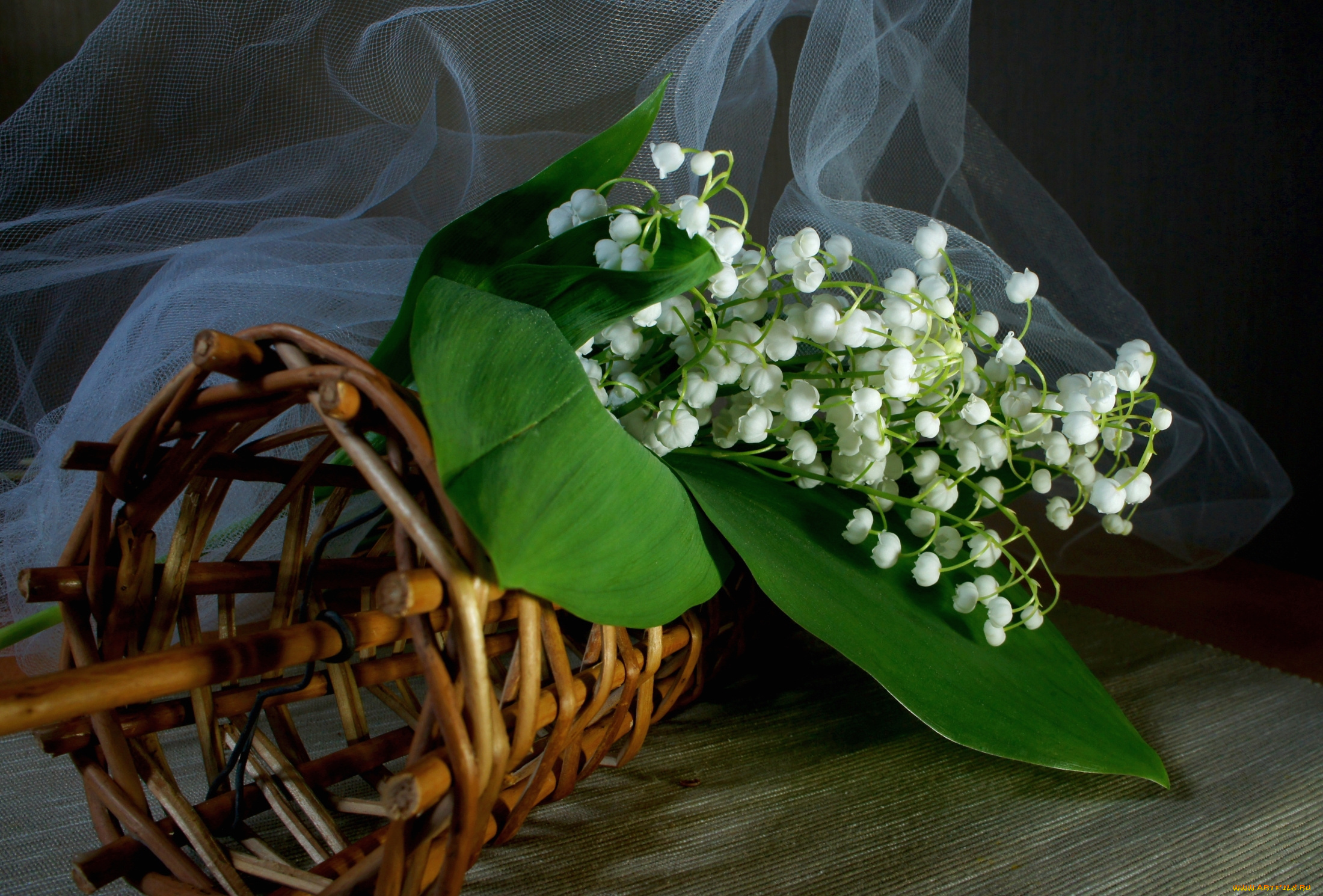 цветы, ландыши, белый