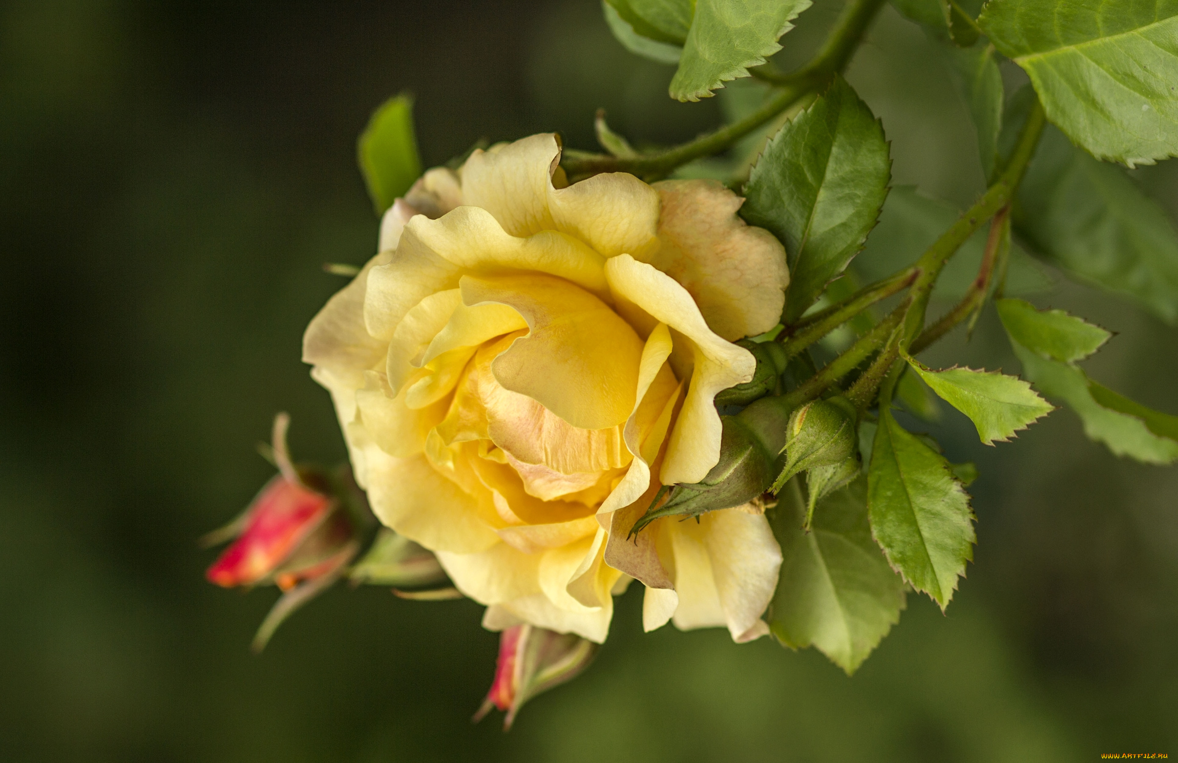 цветы, розы, желтый