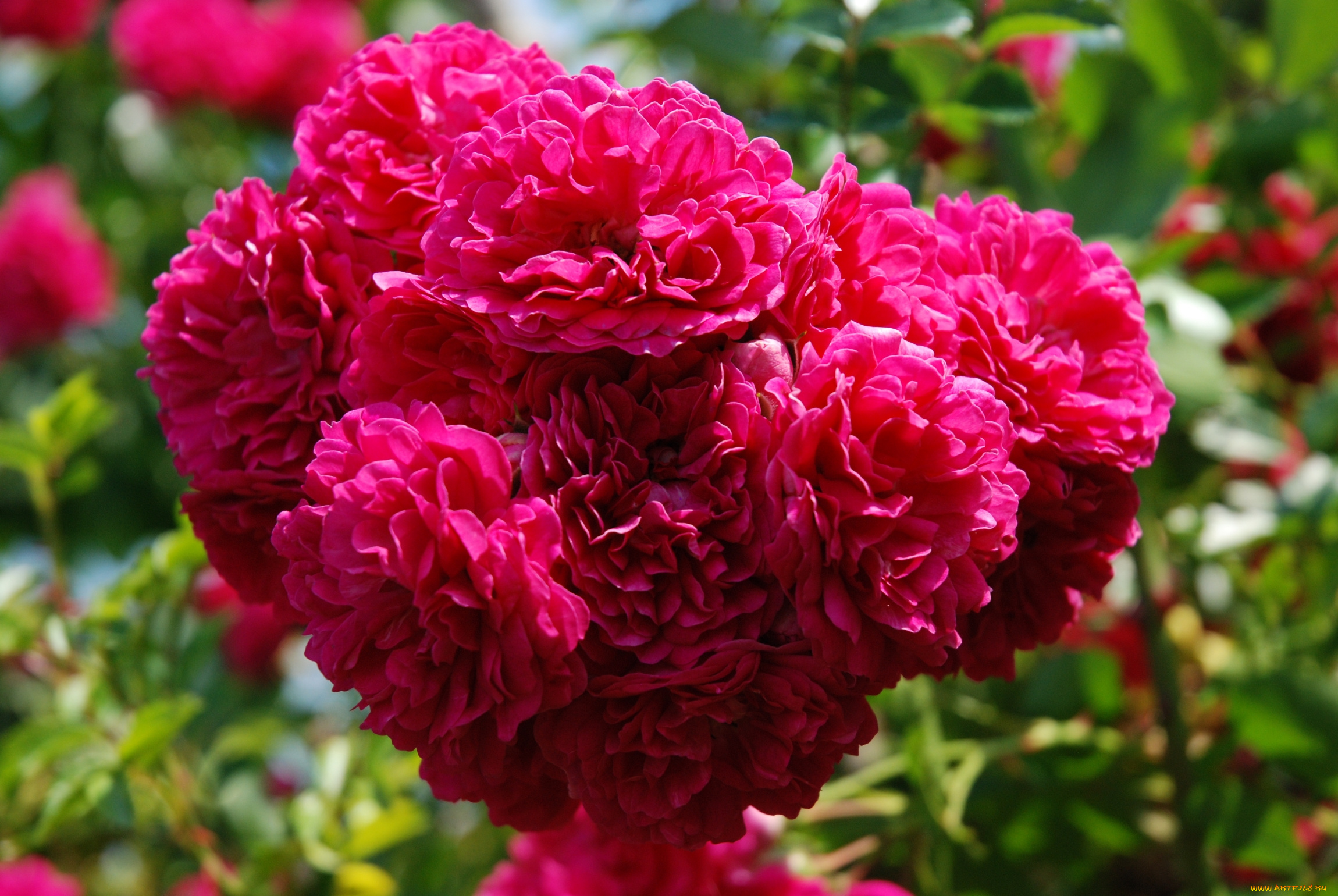 цветы, розы, малиновый