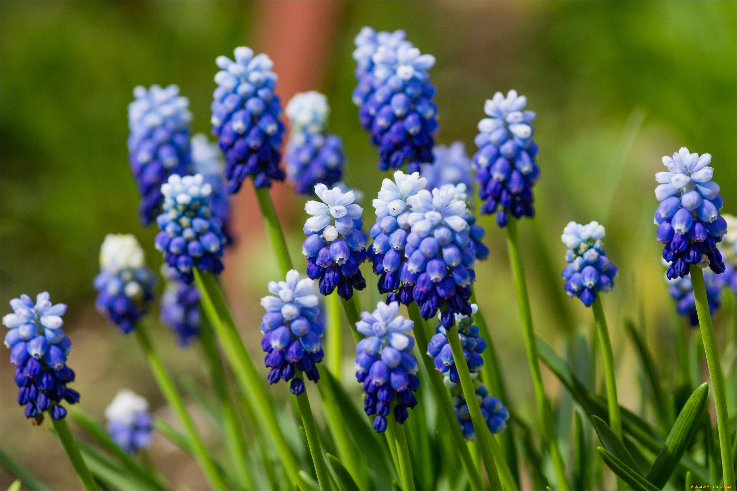 цветы, гиацинты, мускари