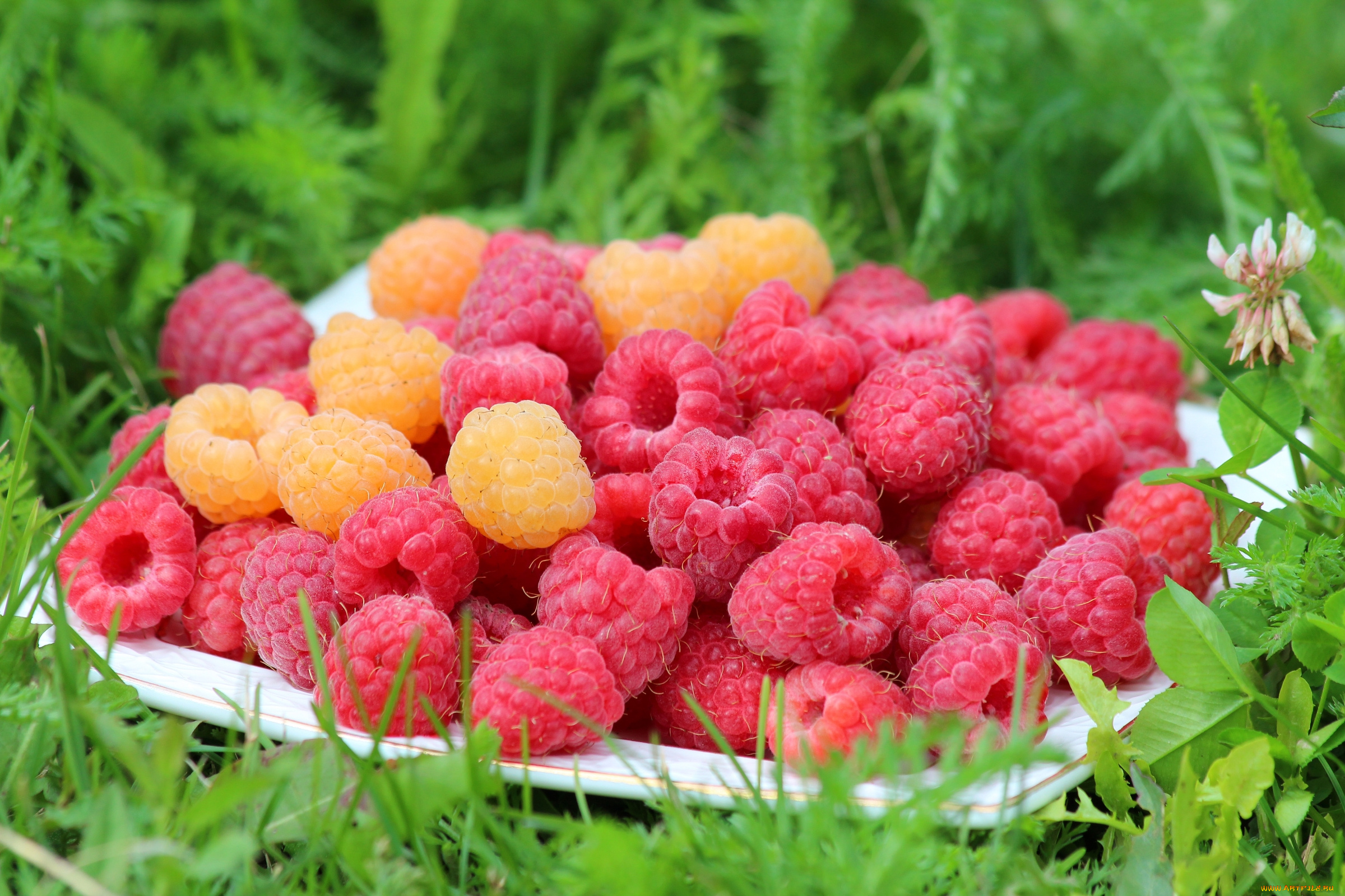 еда, малина, ягоды