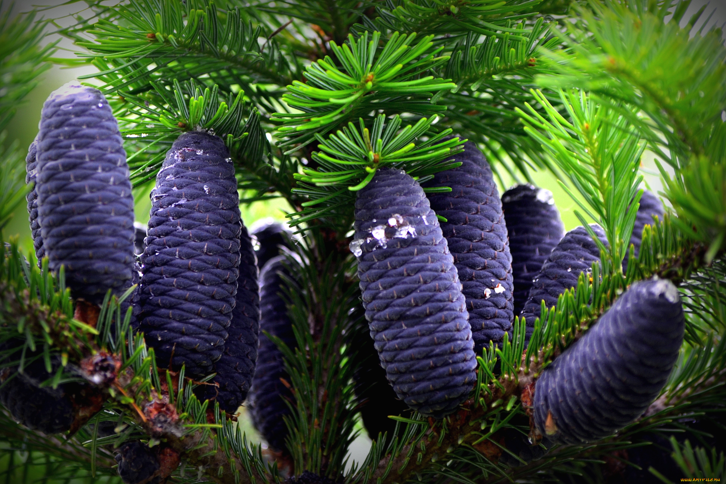 природа, шишки, , жёлуди, , каштаны, пихта