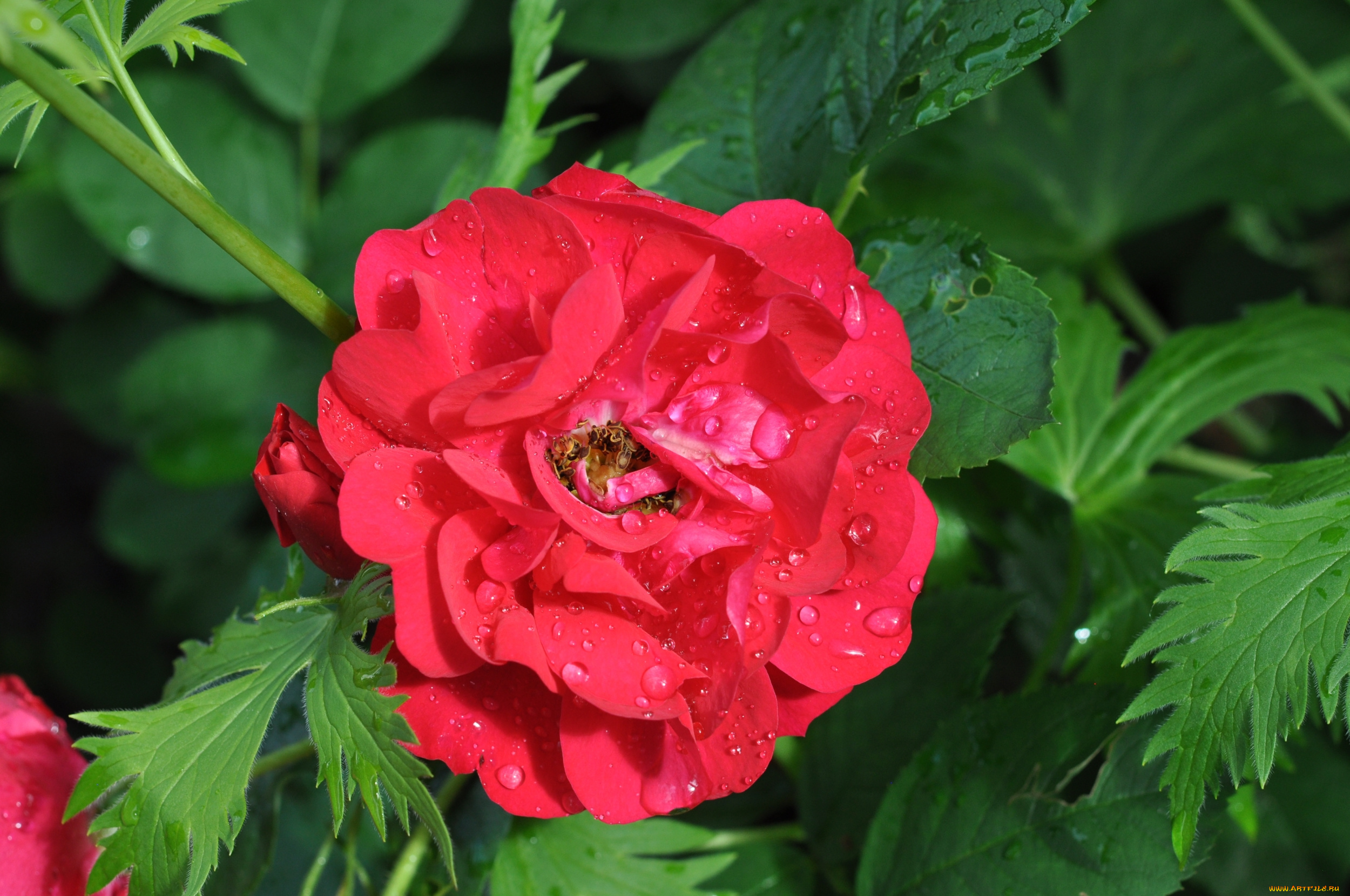 цветы, розы, красный