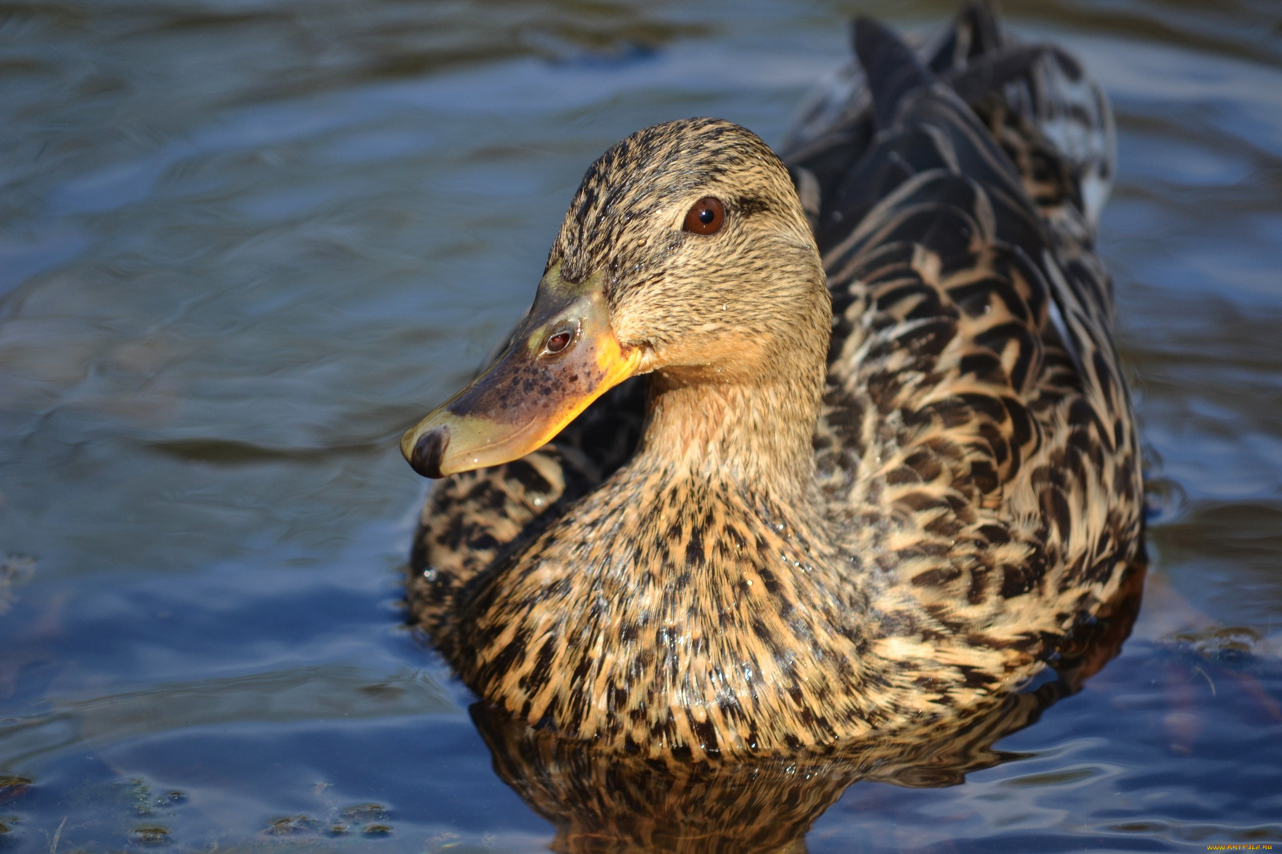 животные, утки, рябь, вода, клюв