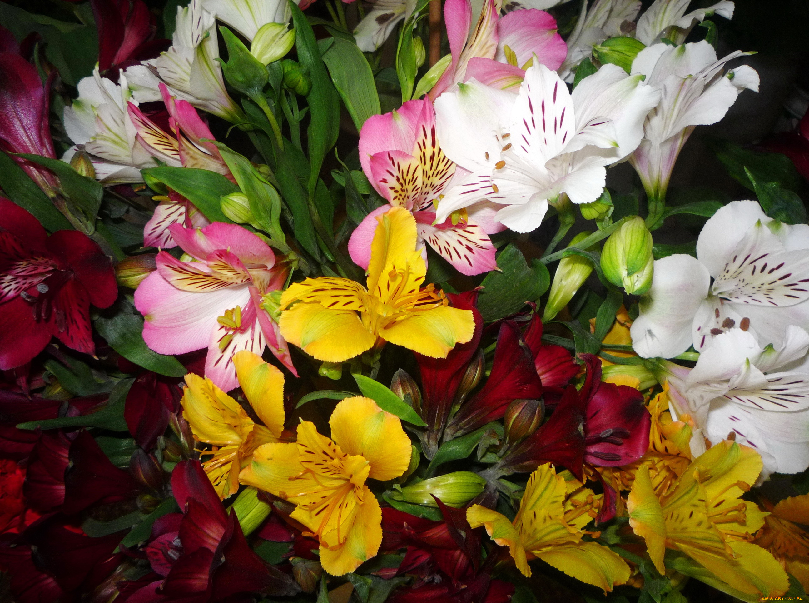 цветы, альстромерия, белые, красные, альстромерии, много