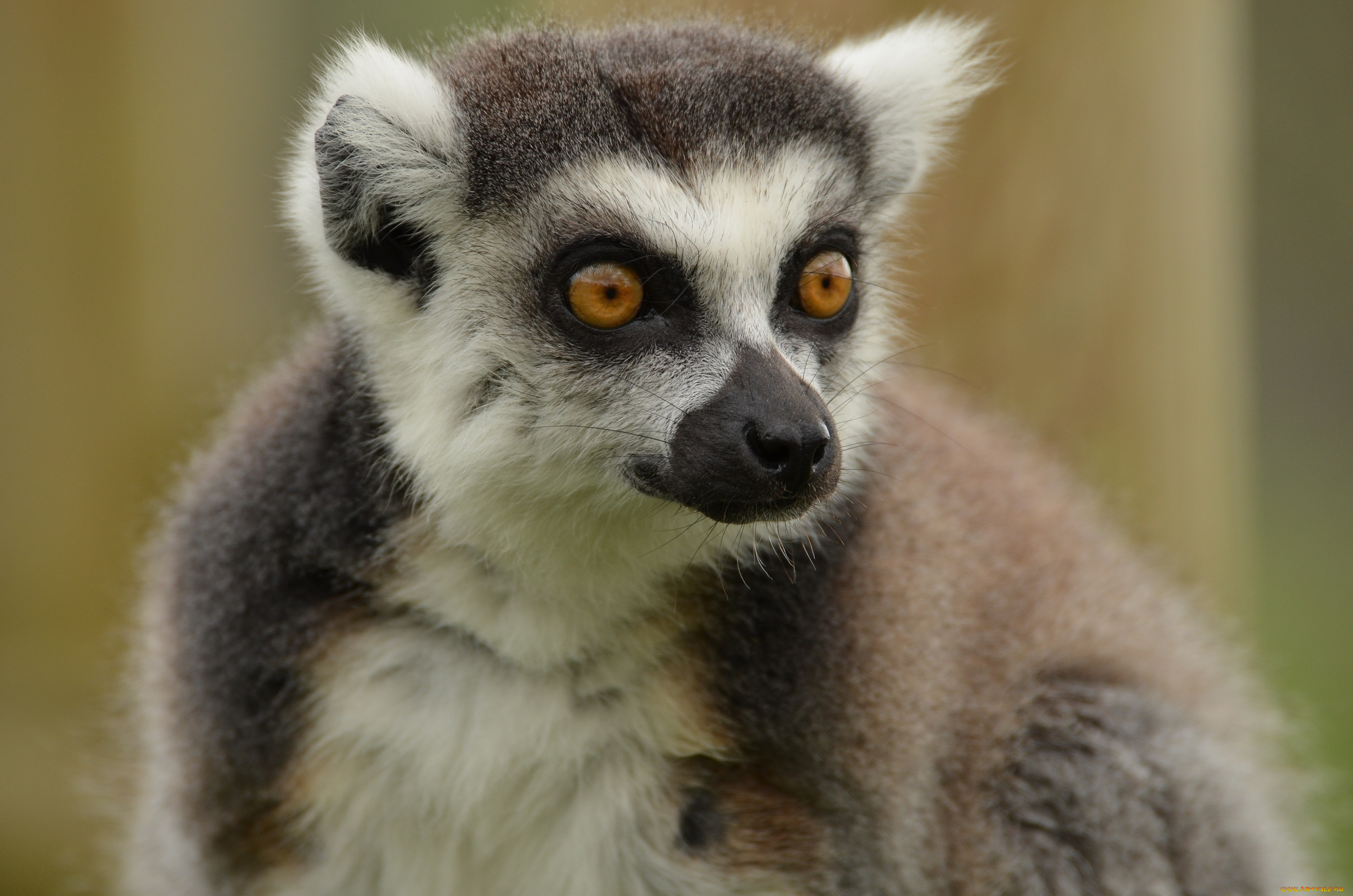 животные, лемуры, портрет, мордочка