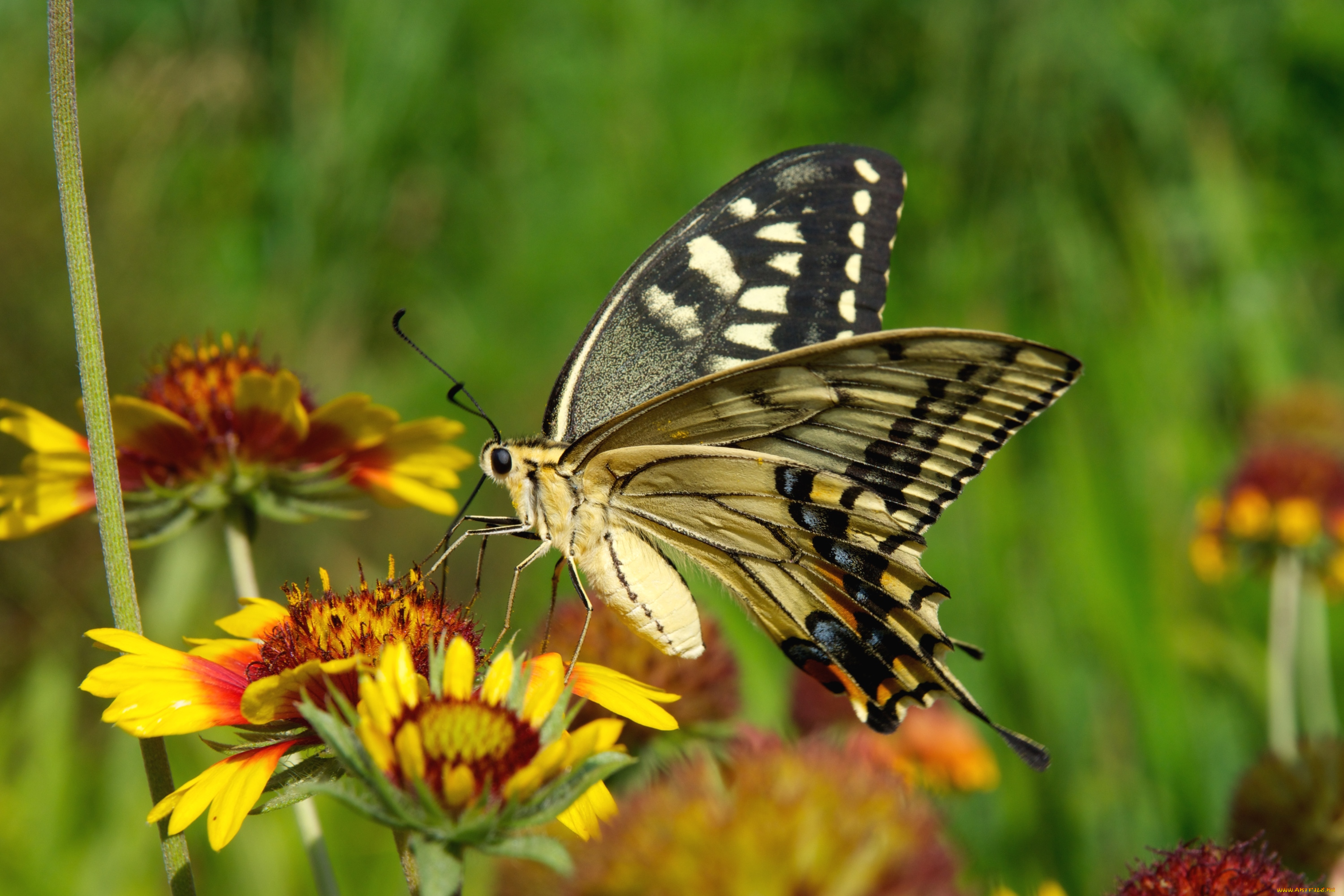 животные, бабочки, крылья