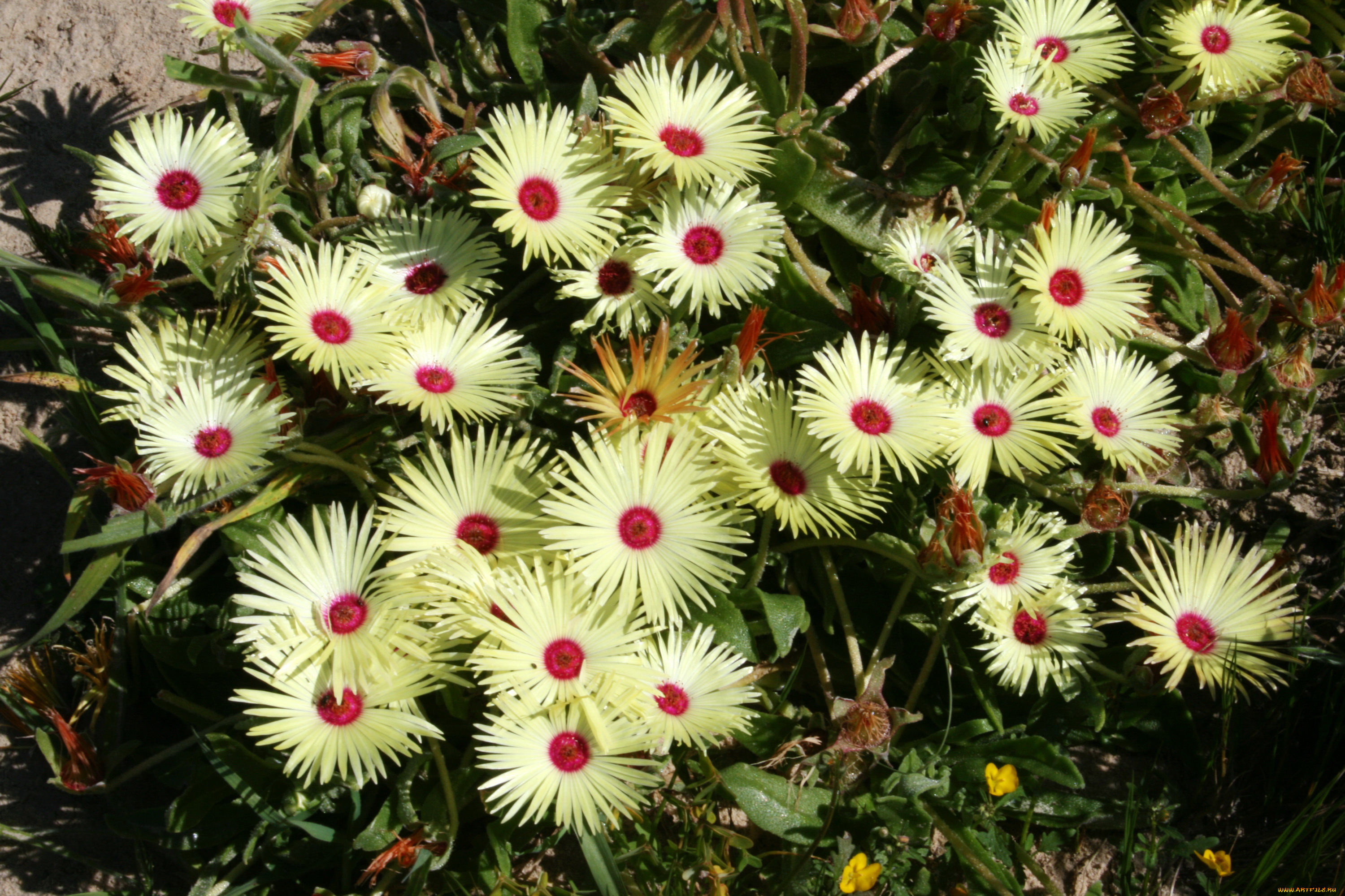 цветы, ромашки, желтые, mesembryanthemum, ливингстон
