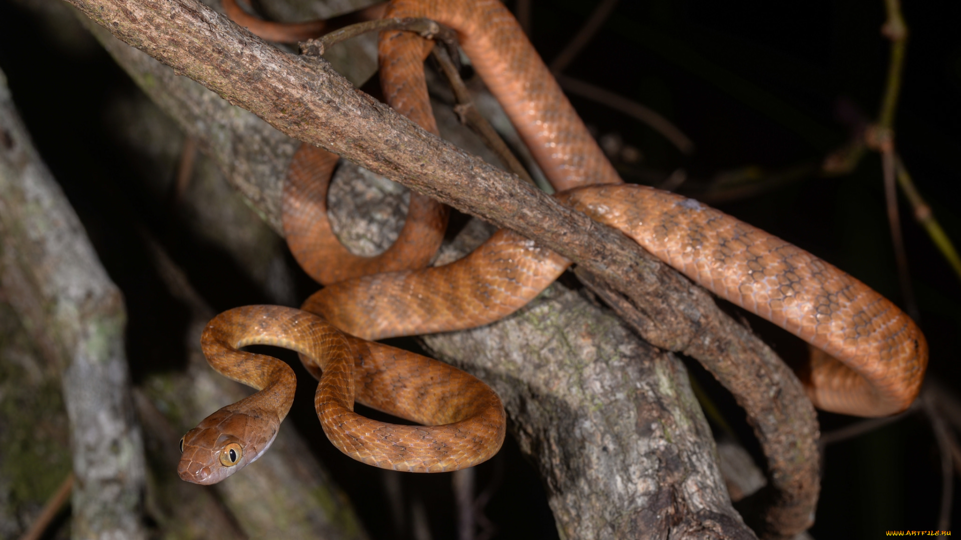 brown, tree, snake, животные, змеи, , питоны, , кобры, змея