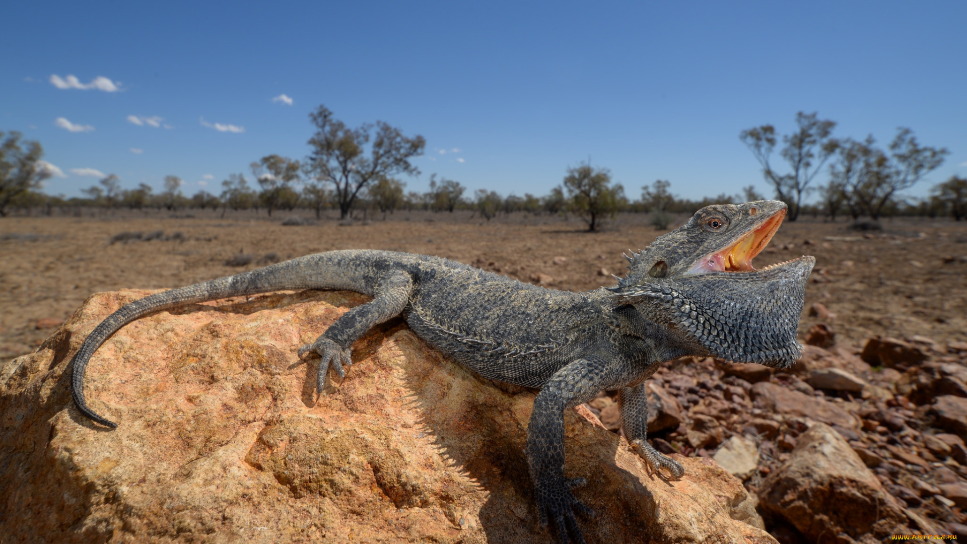 central, bearded, dragon, животные, Ящерицы, , игуаны, , вараны, ящерица