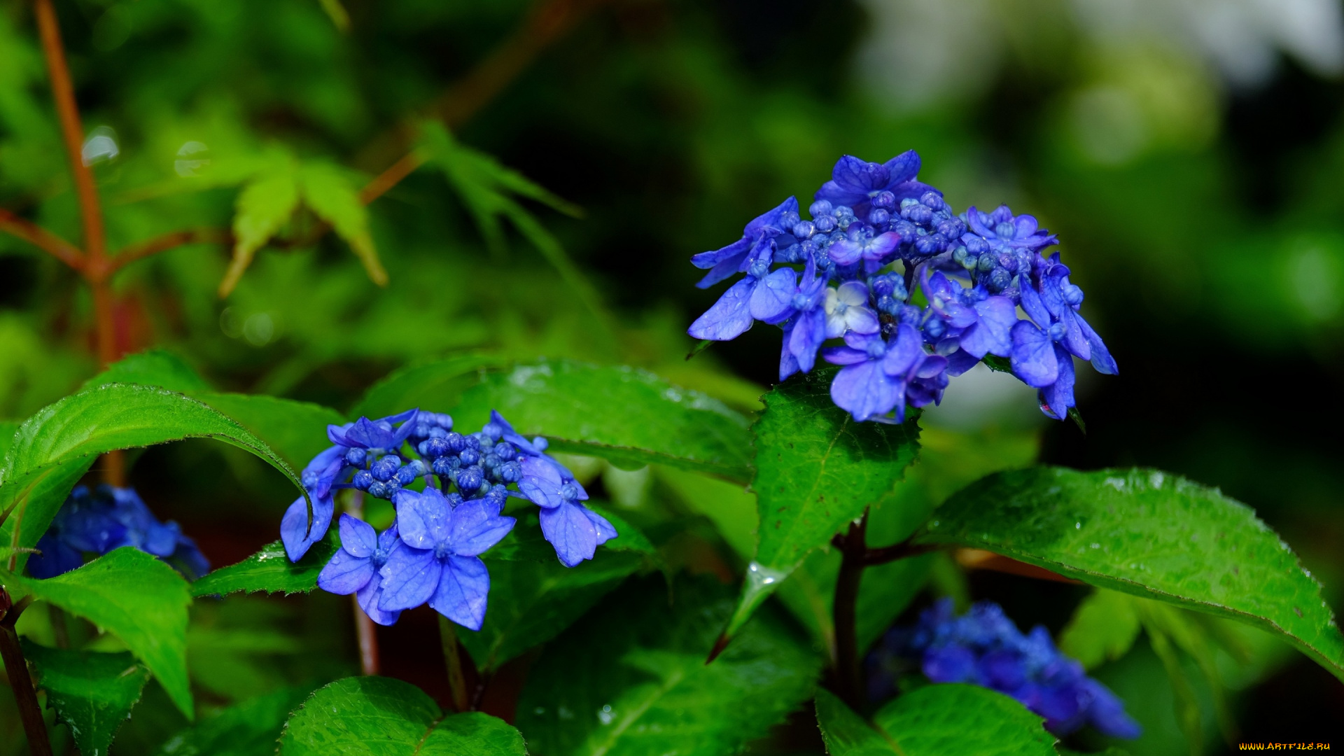 цветы, гортензия, соцветия, листья, макро
