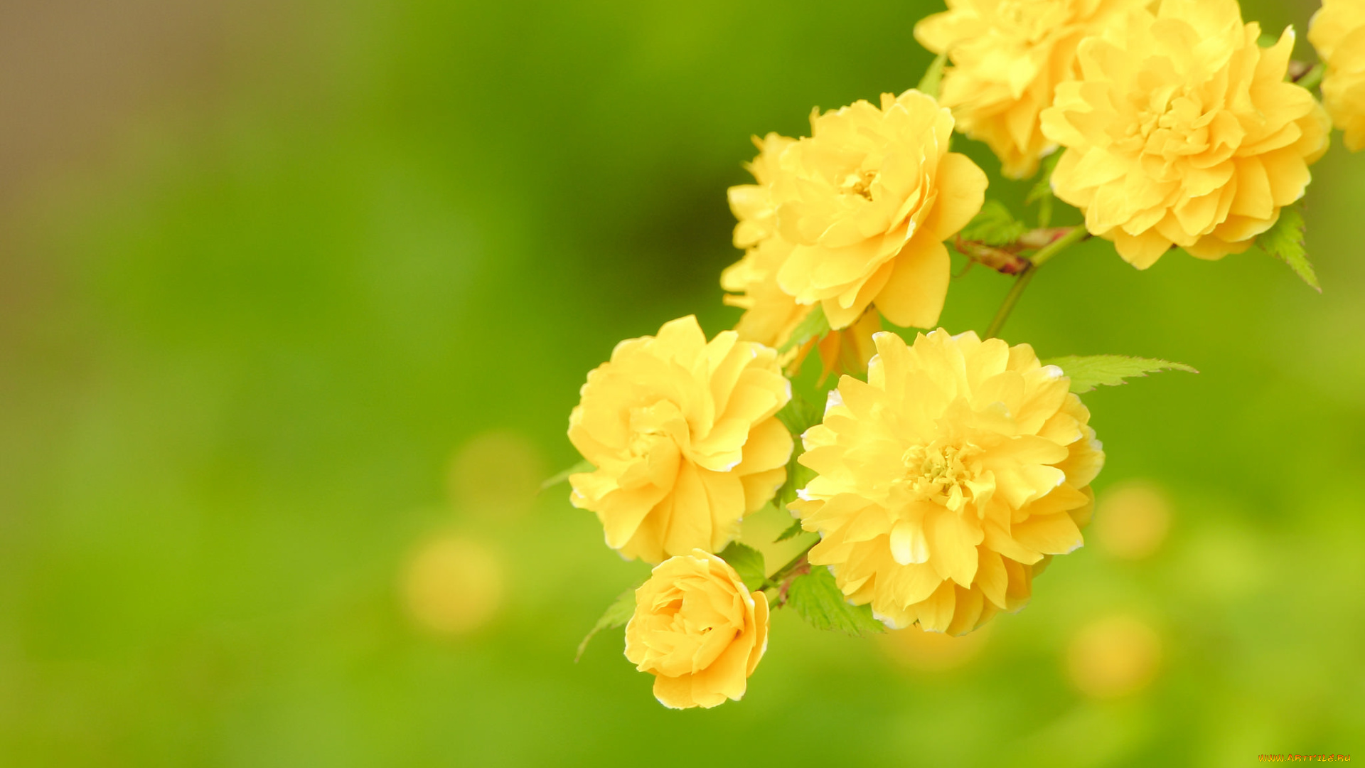 цветы, керия, японская, керрия, японская, ветка, макро