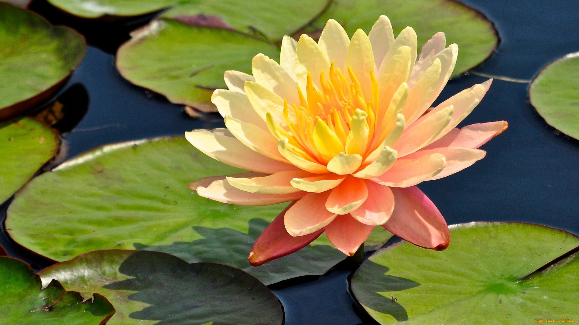 цветы, лилии, водяные, , нимфеи, , кувшинки, водяная, лилия, кувшинка, нимфея, листья