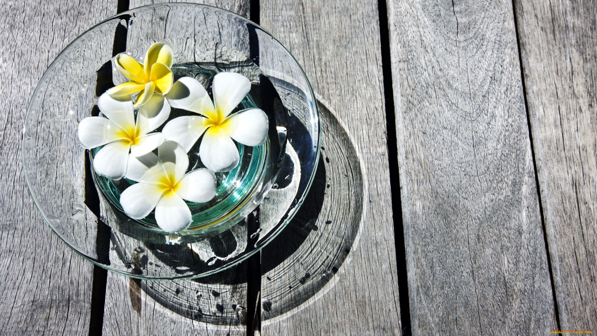 цветы, плюмерия, белый