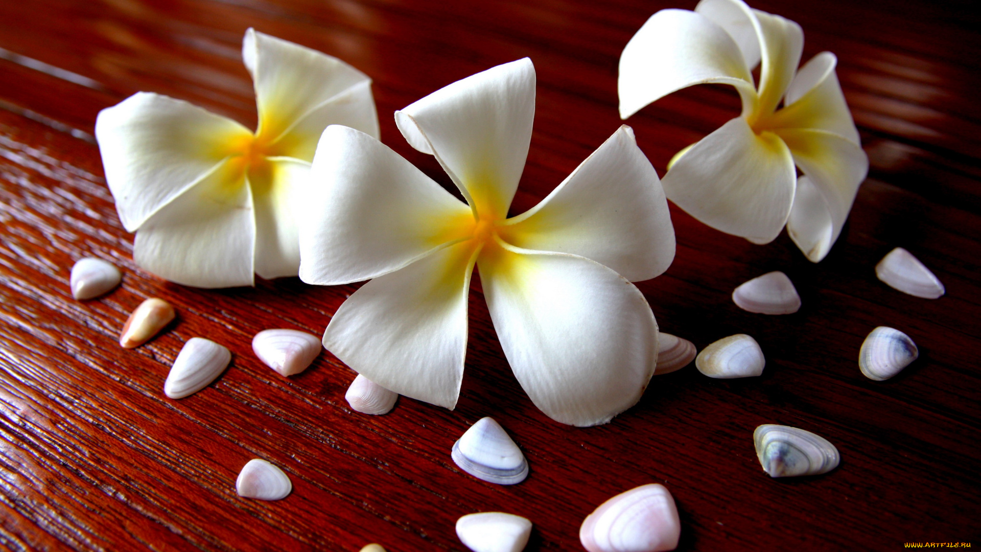 цветы, плюмерия, белый, ракушки