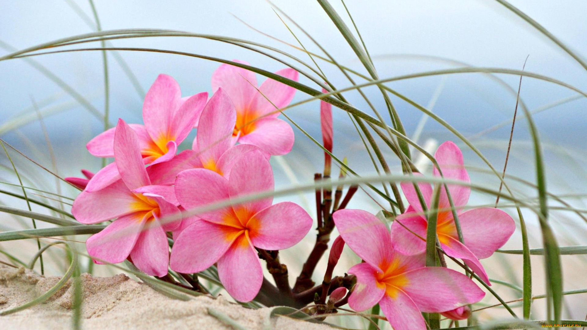 цветы, плюмерия, песок, розовый