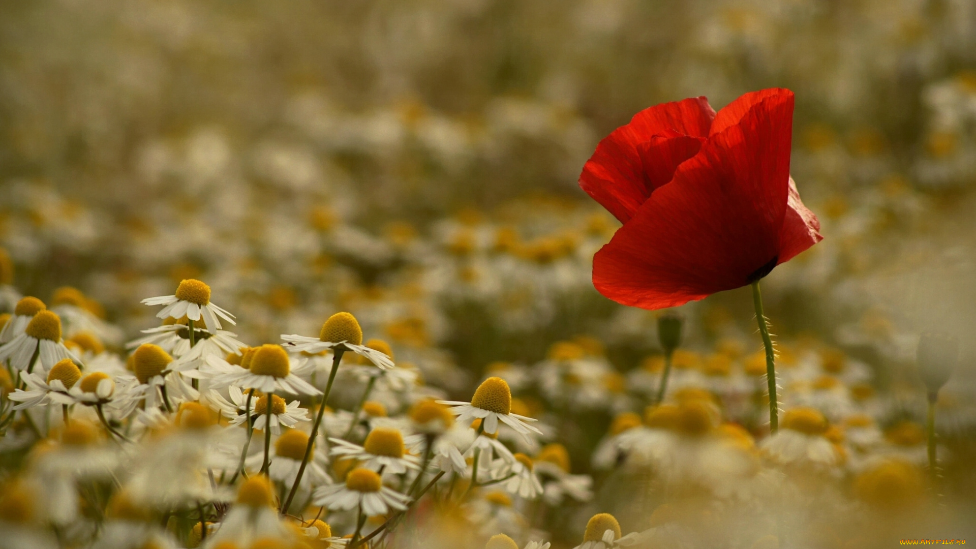 цветы, разные, вместе, ромашки, мак, луг