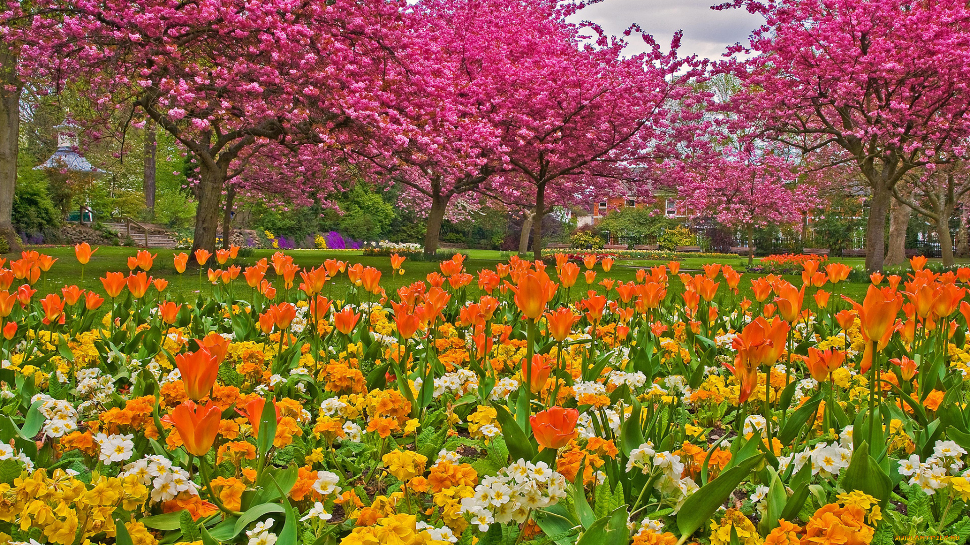 цветы, разные, вместе, сад, деревья, тюльпаны, трава, парк
