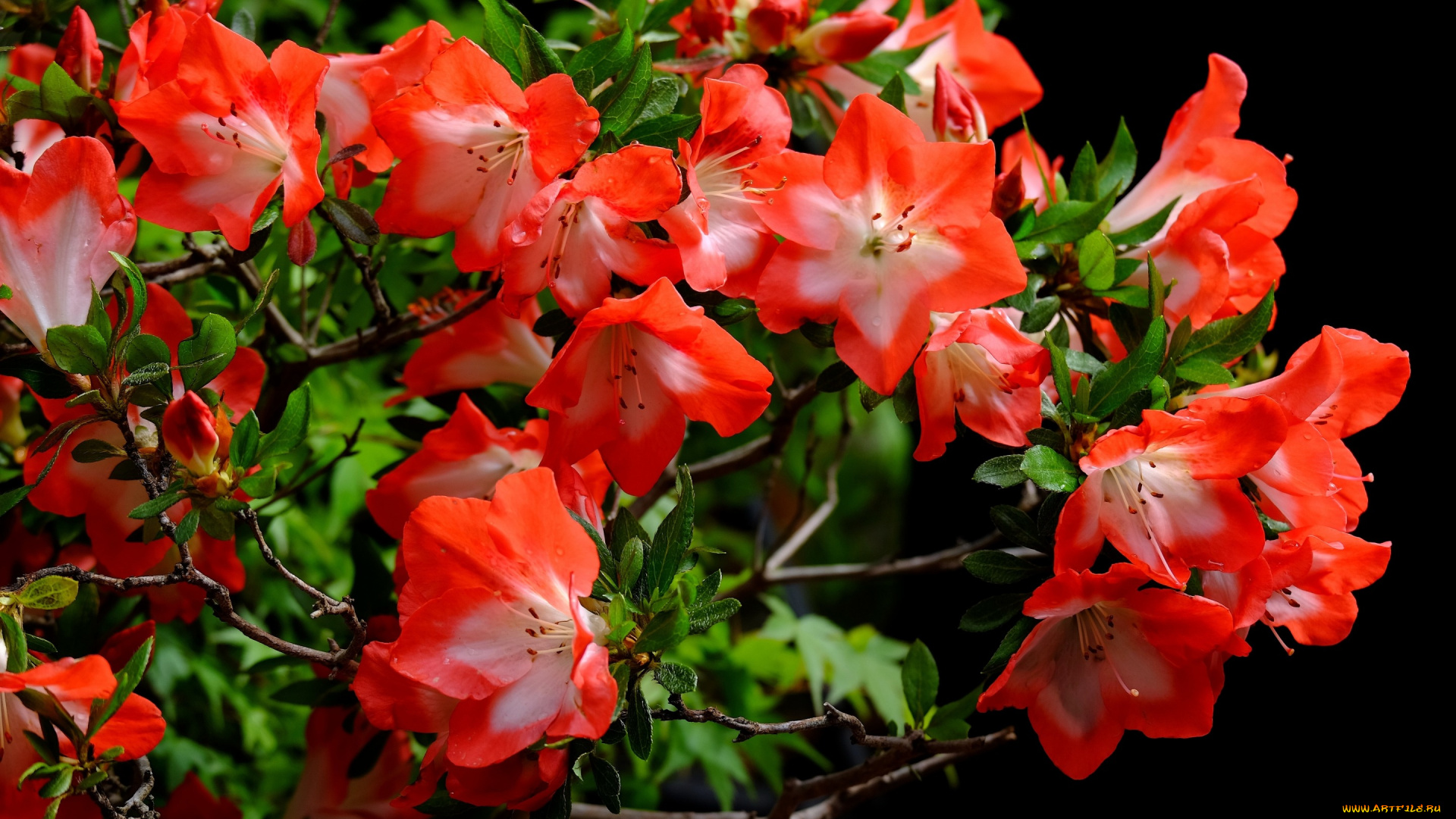 цветы, рододендроны, , азалии, азалия, ветки, макро