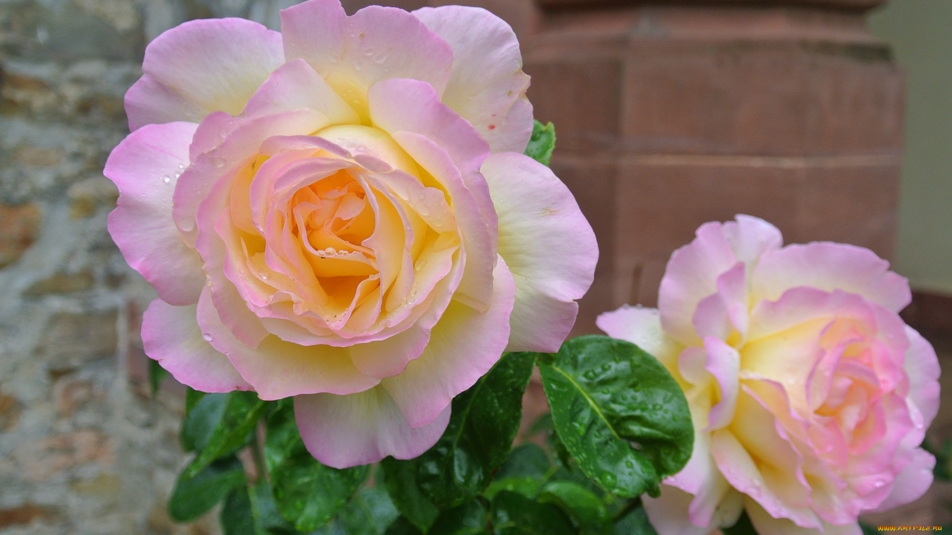 цветы, розы, бутоны, куст