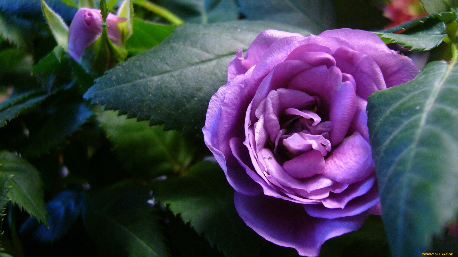 цветы, розы, лиловый