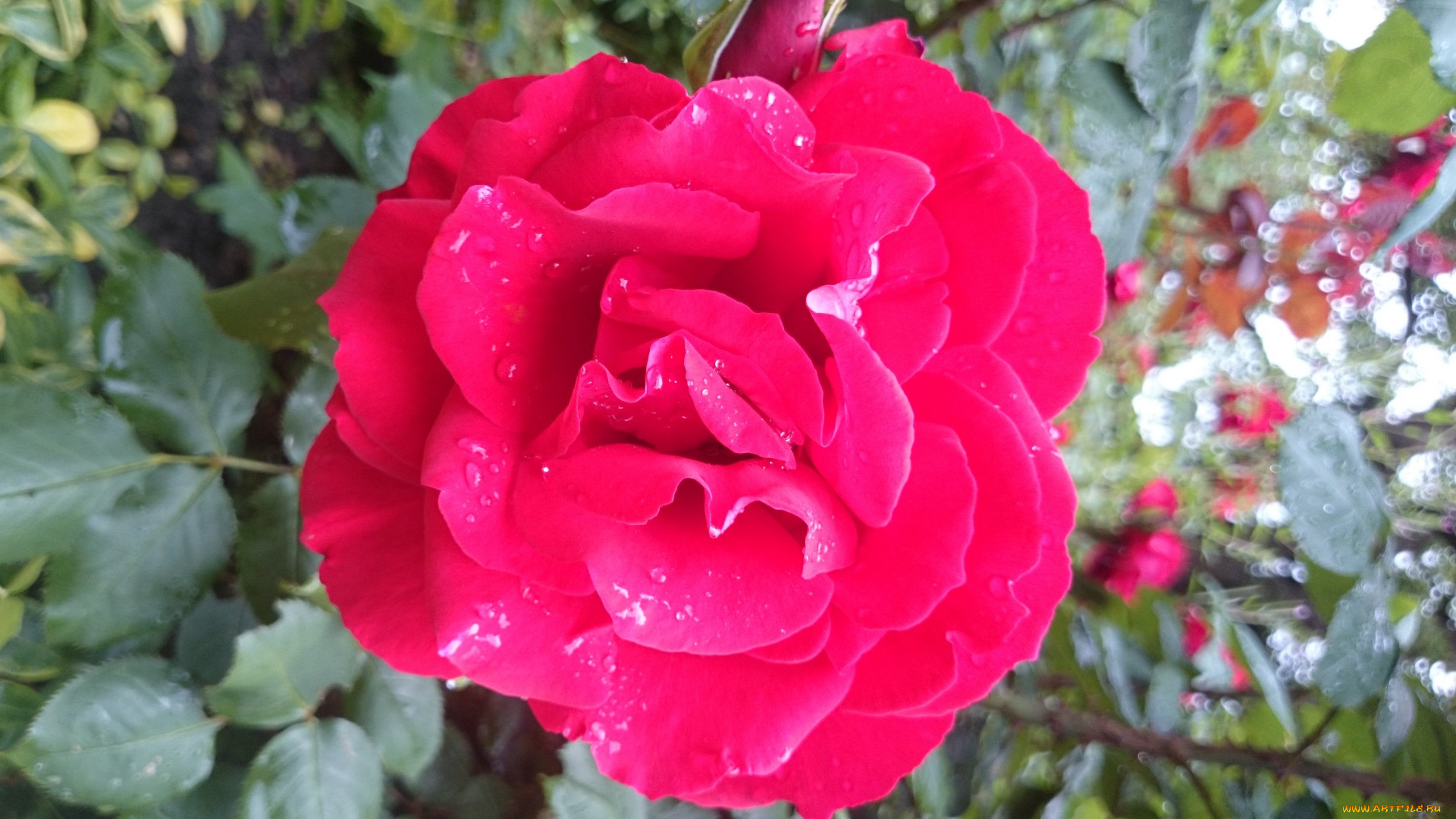 цветы, розы, макро