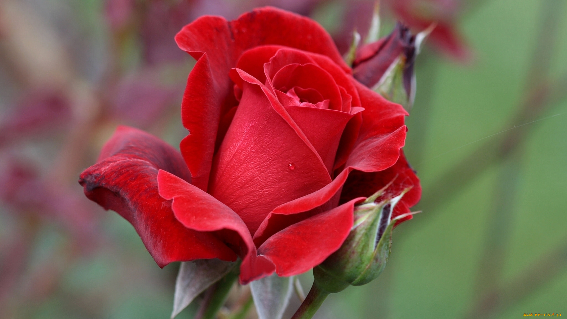 цветы, розы, роза, бутоны, лепестки, макро