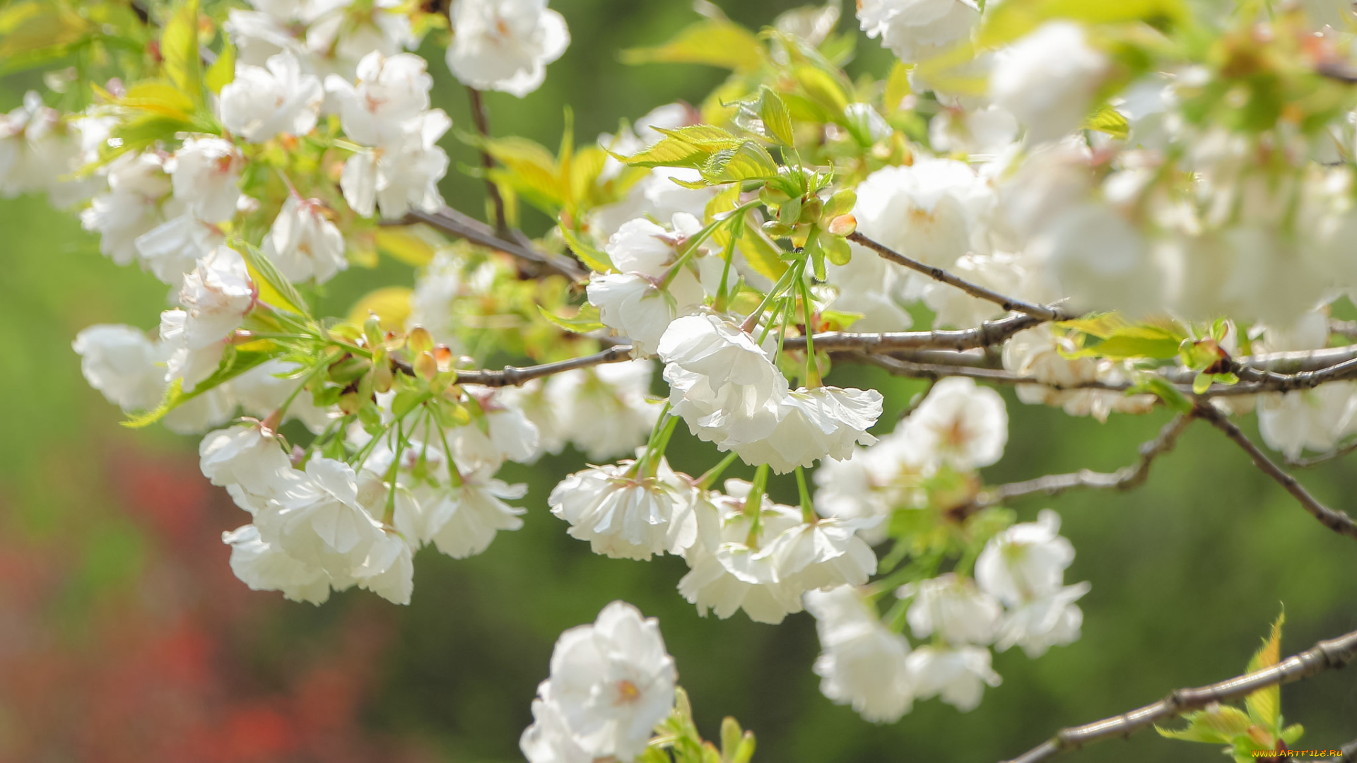 цветы, сакура, , вишня, вишня, ветки, цветение, цветки, макро, весна