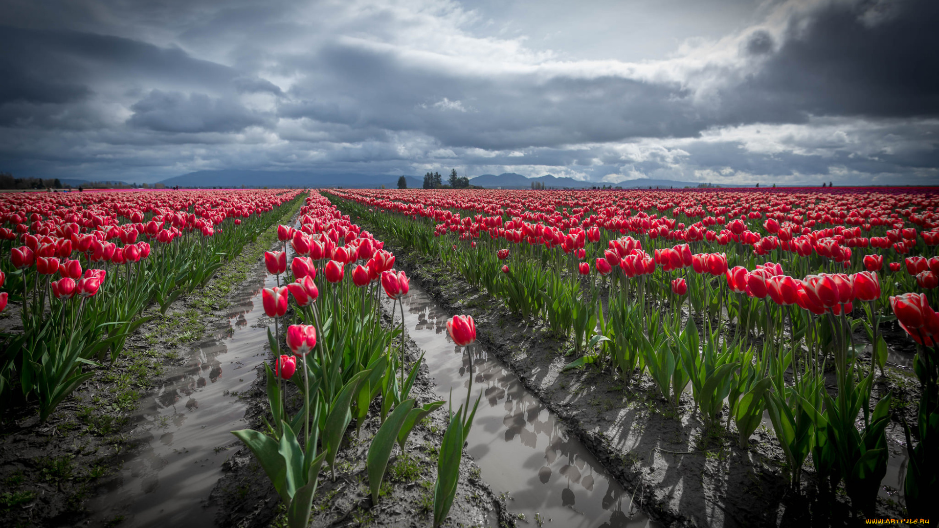 цветы, тюльпаны, гряды, поле