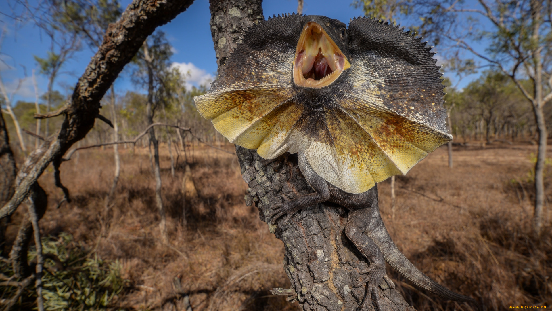 frilled-neck, lizard, животные, Ящерицы, , игуаны, , вараны, ящерица