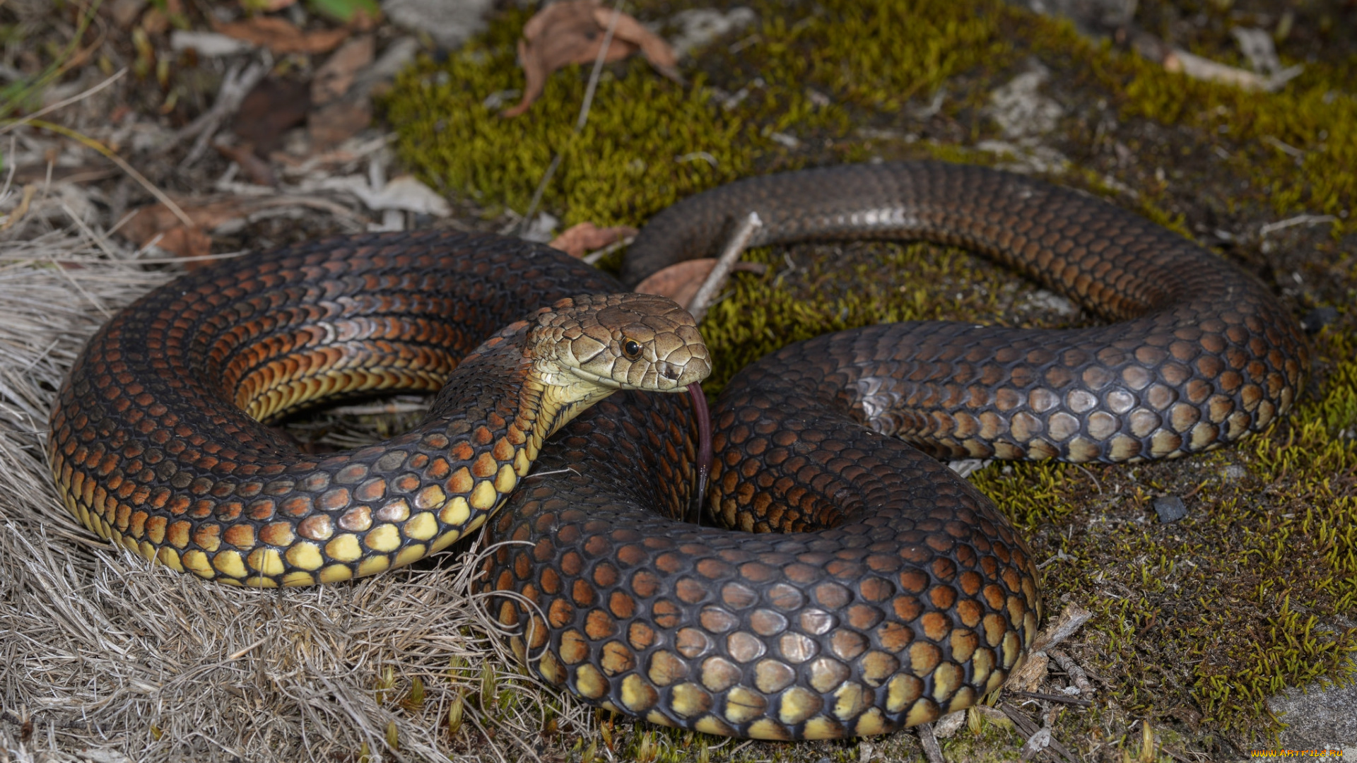 highland, copperhead, животные, змеи, , питоны, , кобры, змея