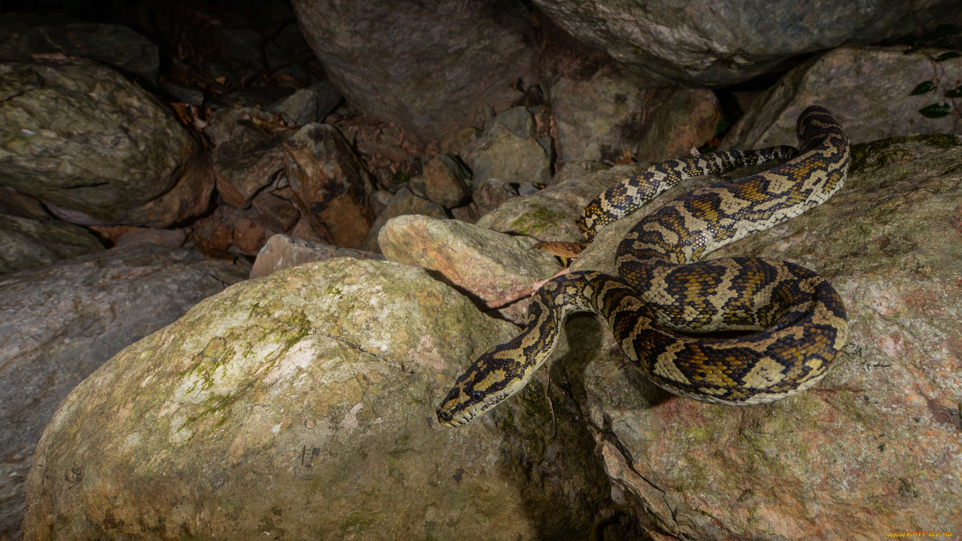 jungle, carpet, python, животные, змеи, , питоны, , кобры, змея