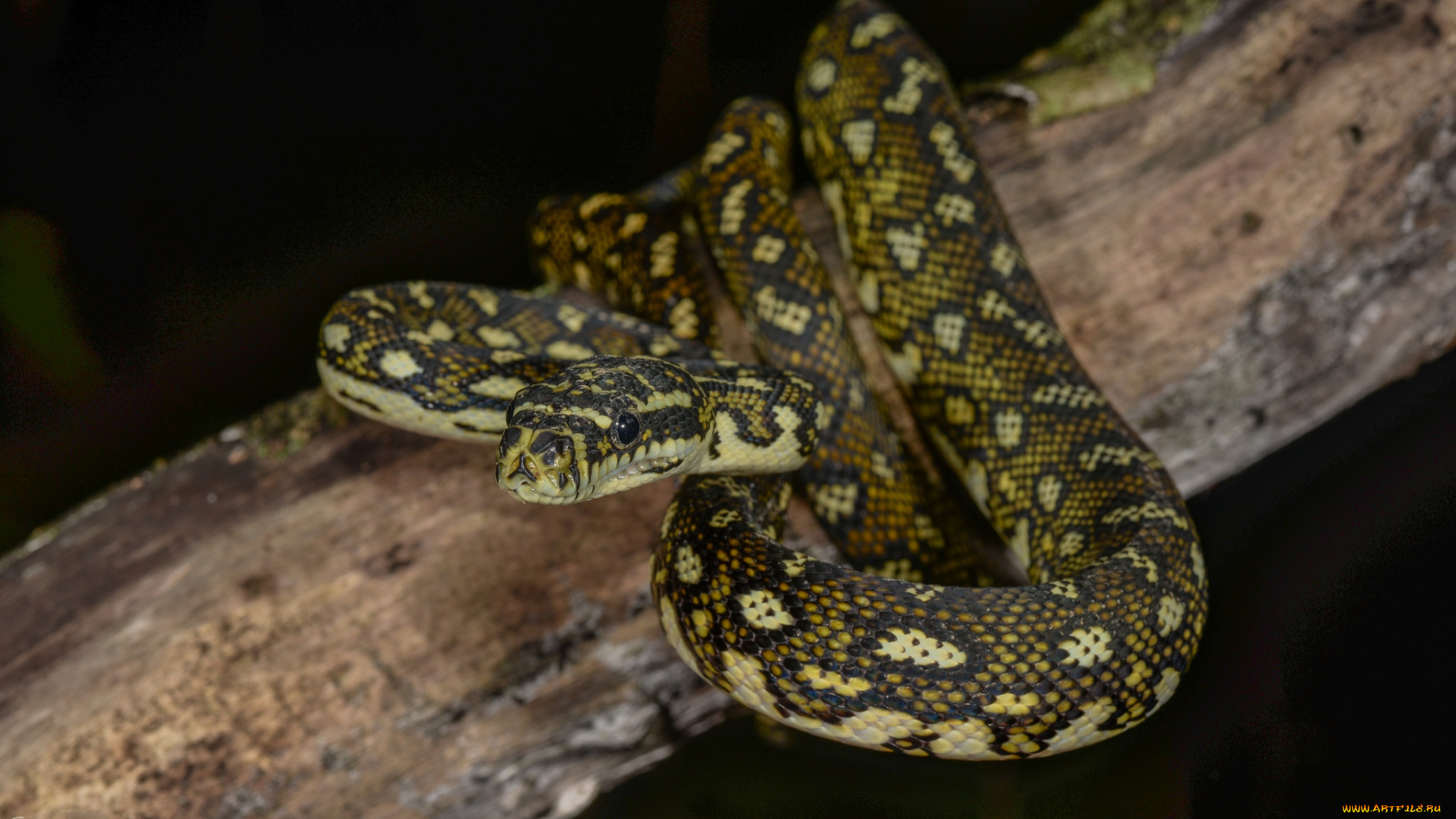 juvenile, diamond, python, животные, змеи, , питоны, , кобры, змея