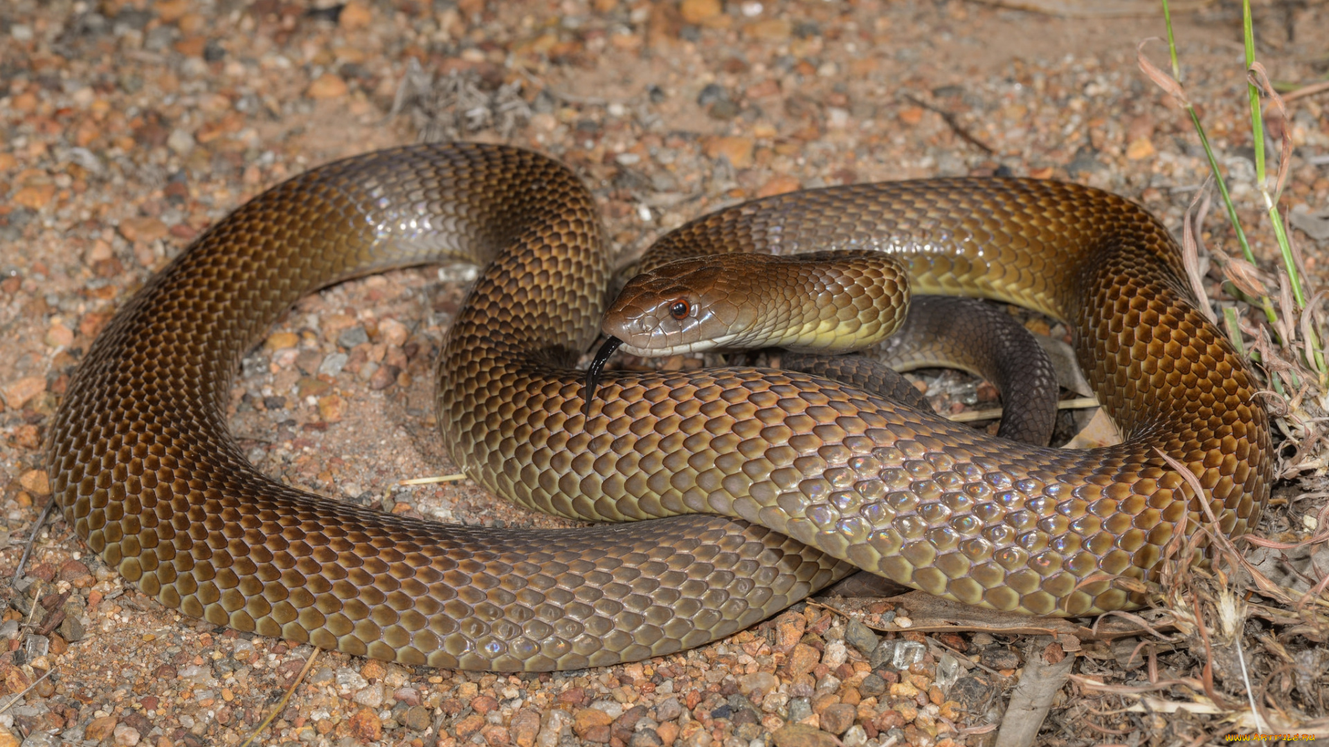 mulga, snake, животные, змеи, , питоны, , кобры, змея