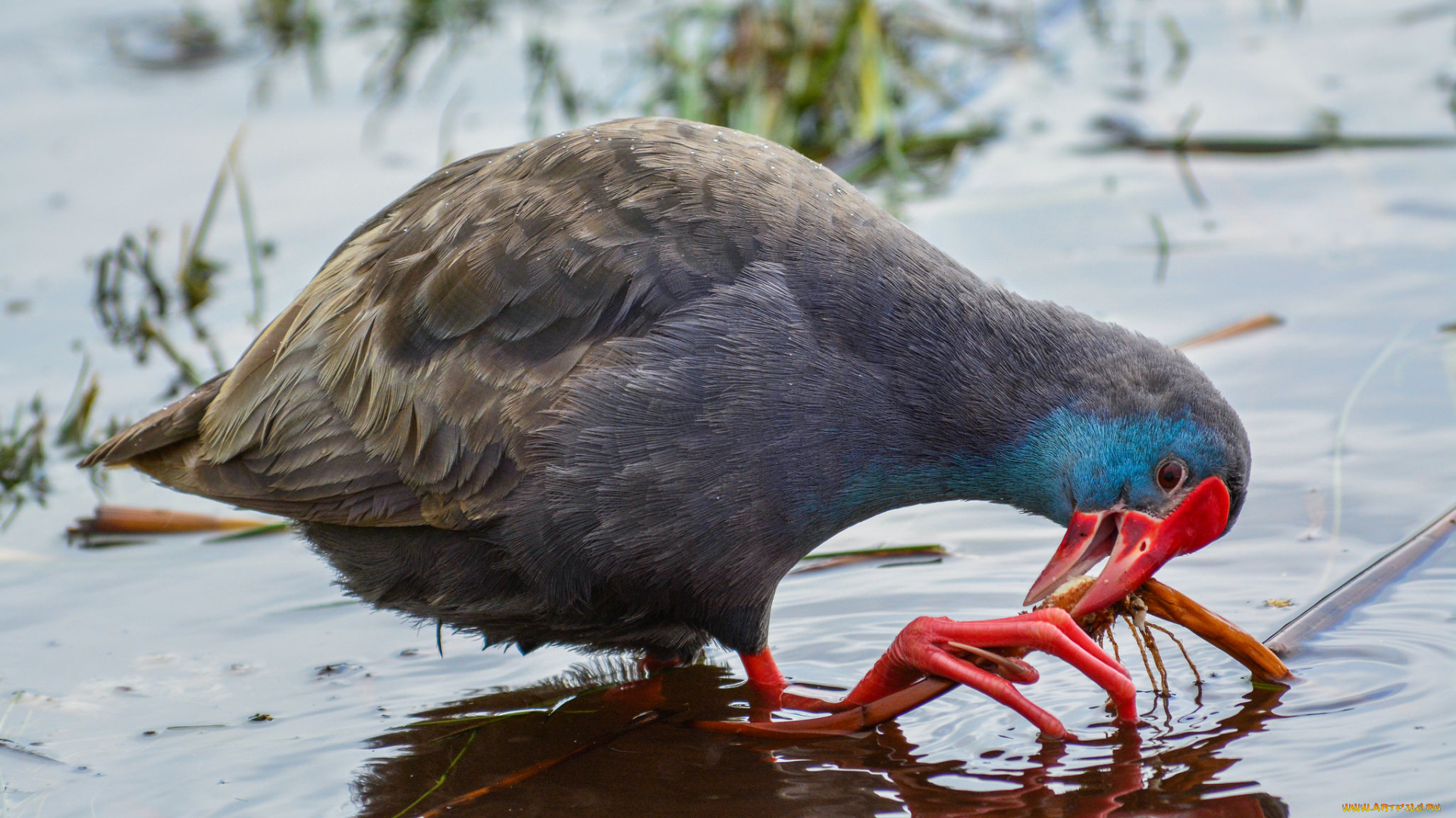 purple, swamphen, животные, птицы, птичка
