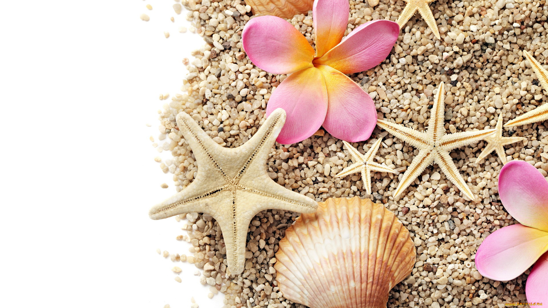 разное, ракушки, , кораллы, , декоративные, и, spa-камни, звезда, морская, плюмерия