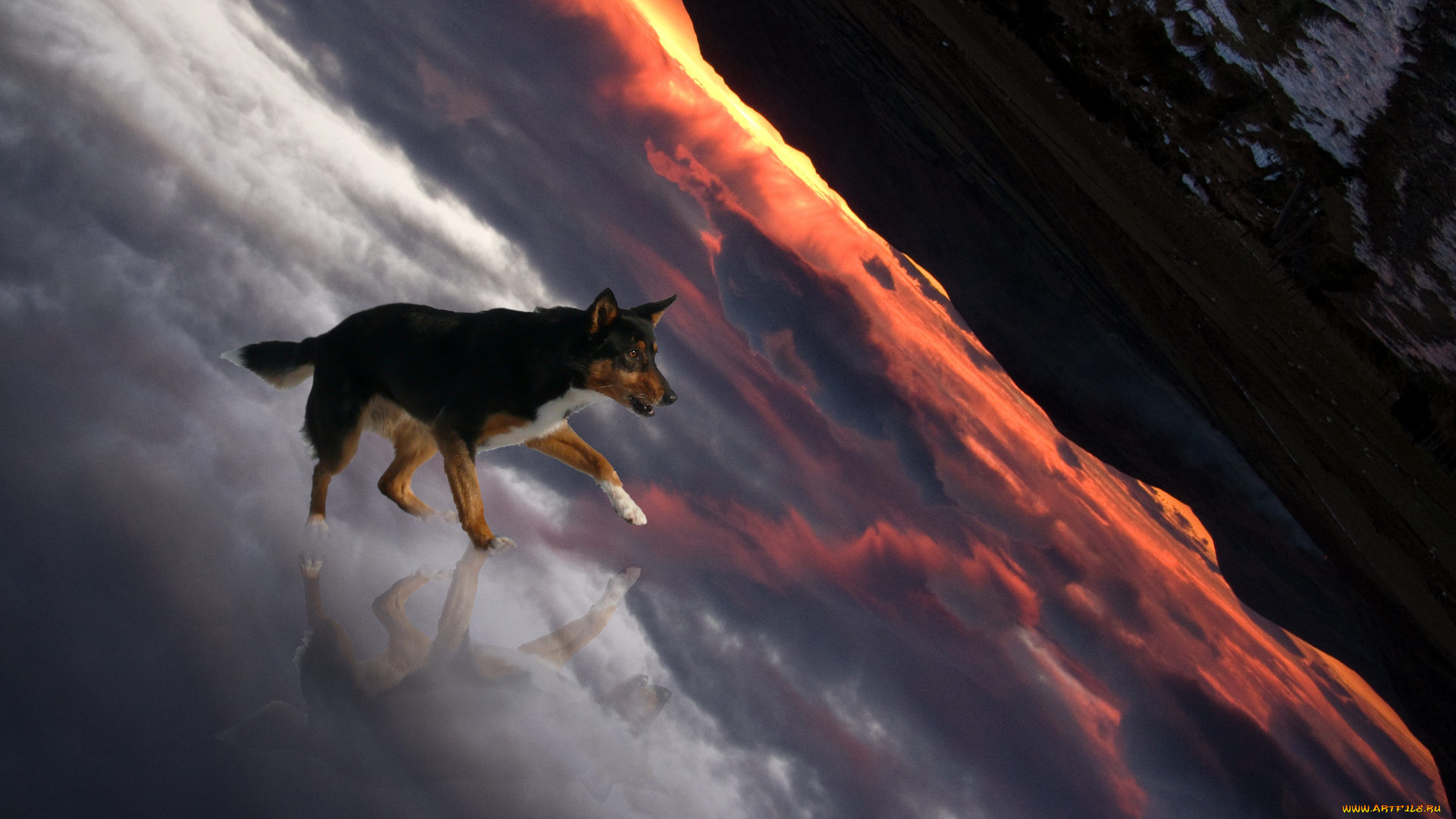 рисованное, животные, , собаки, собака, взгляд