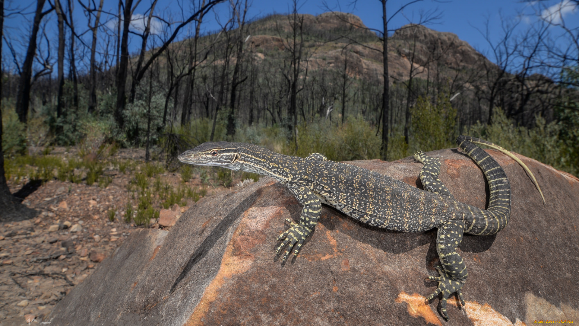 sand, monitor, животные, Ящерицы, , игуаны, , вараны, варан
