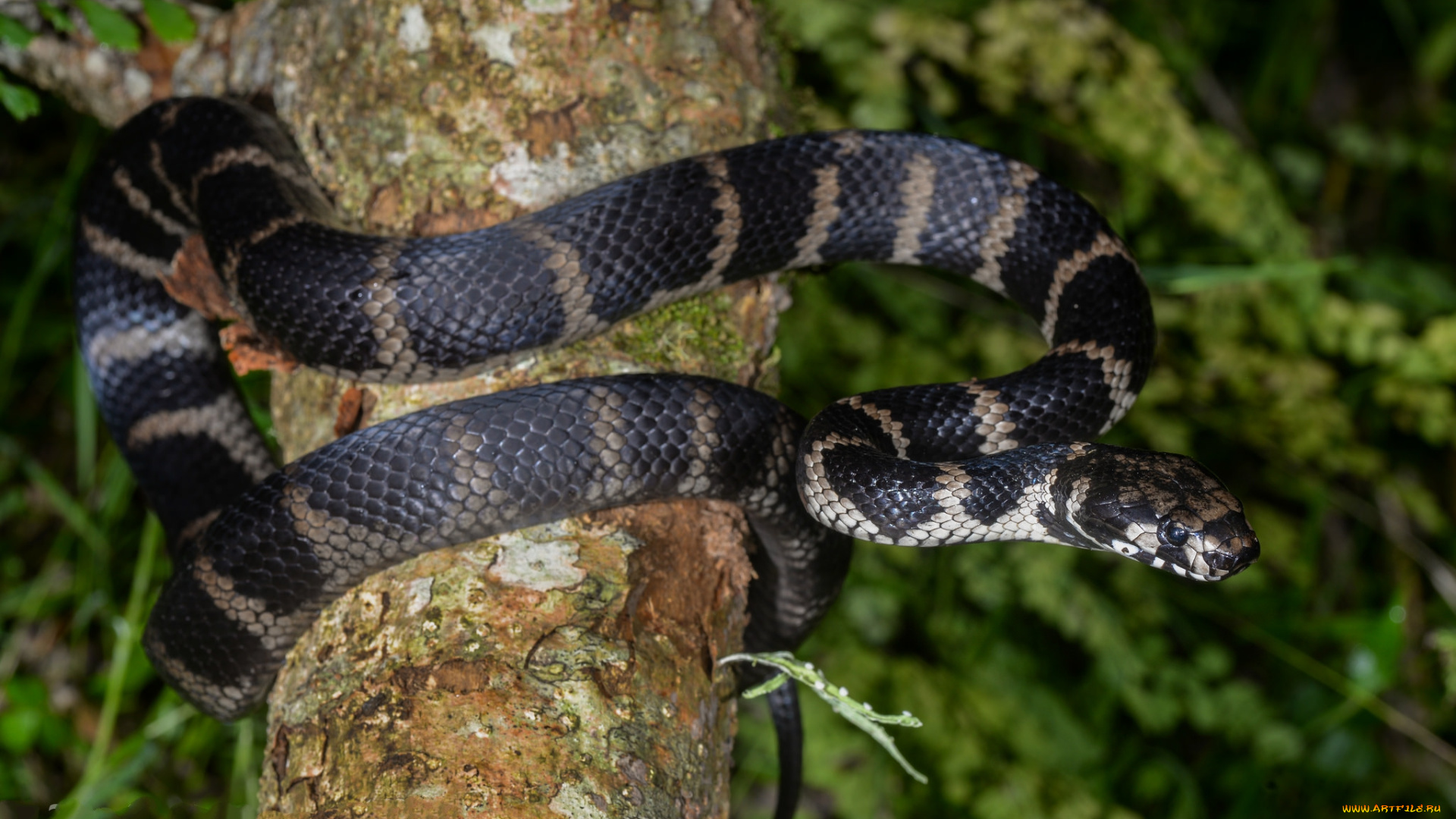 stephen`s, banded, snake, животные, змеи, , питоны, , кобры, змея